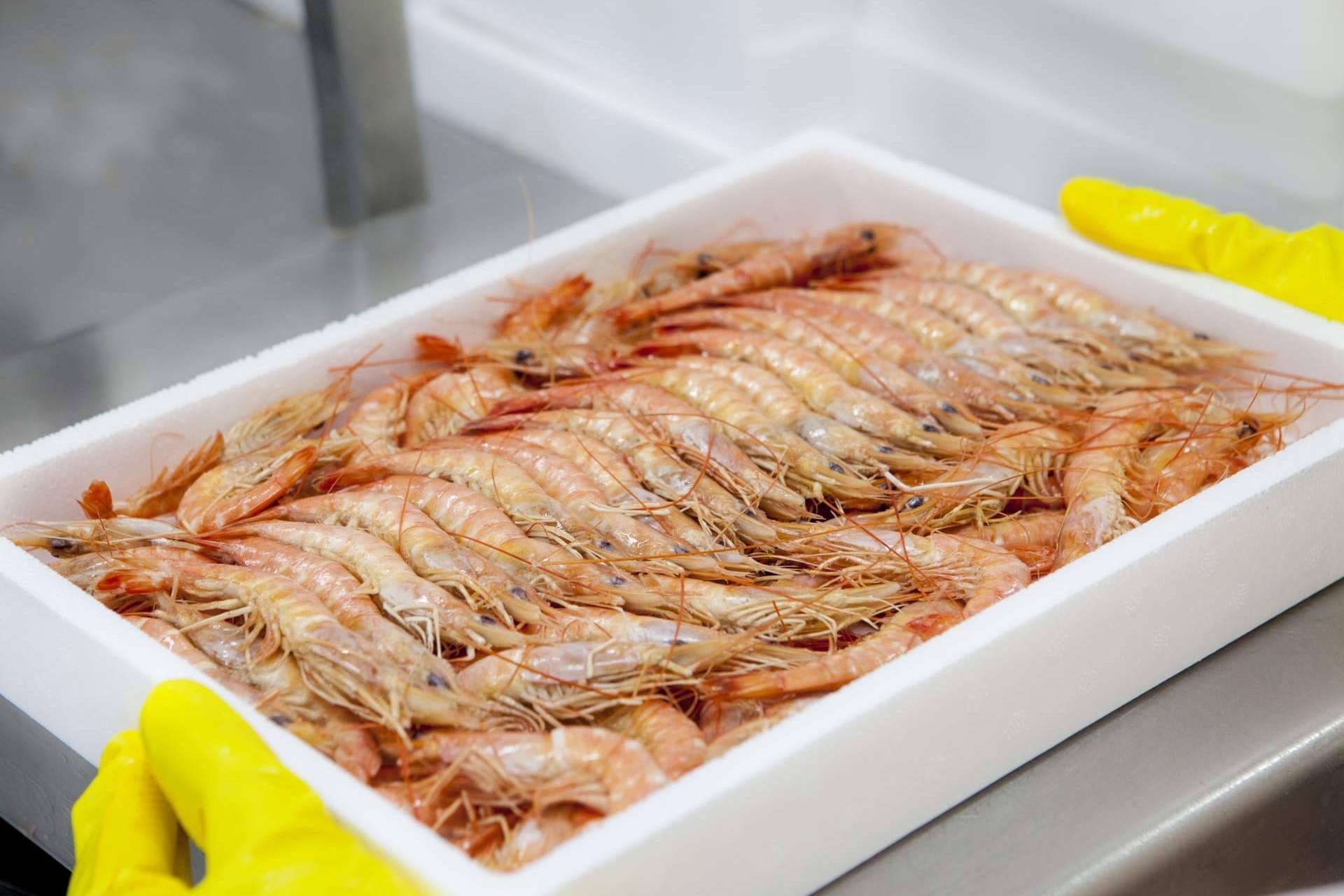 Importaciones de marisco congelado y pescado de calidad con Mariscos Apolo