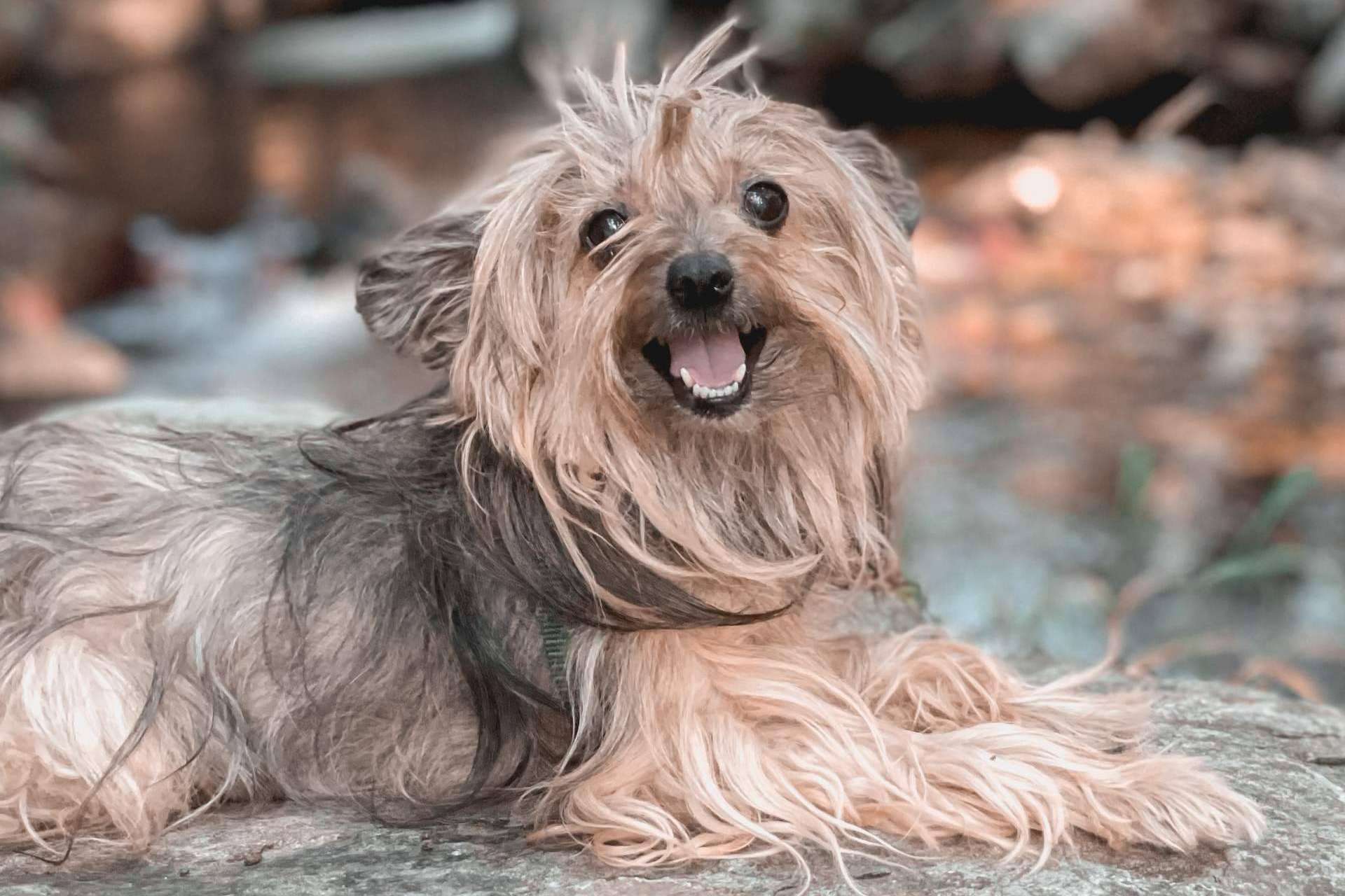 Educar a un cachorro con todo lo necesario, de la mano de Ulises y Argos