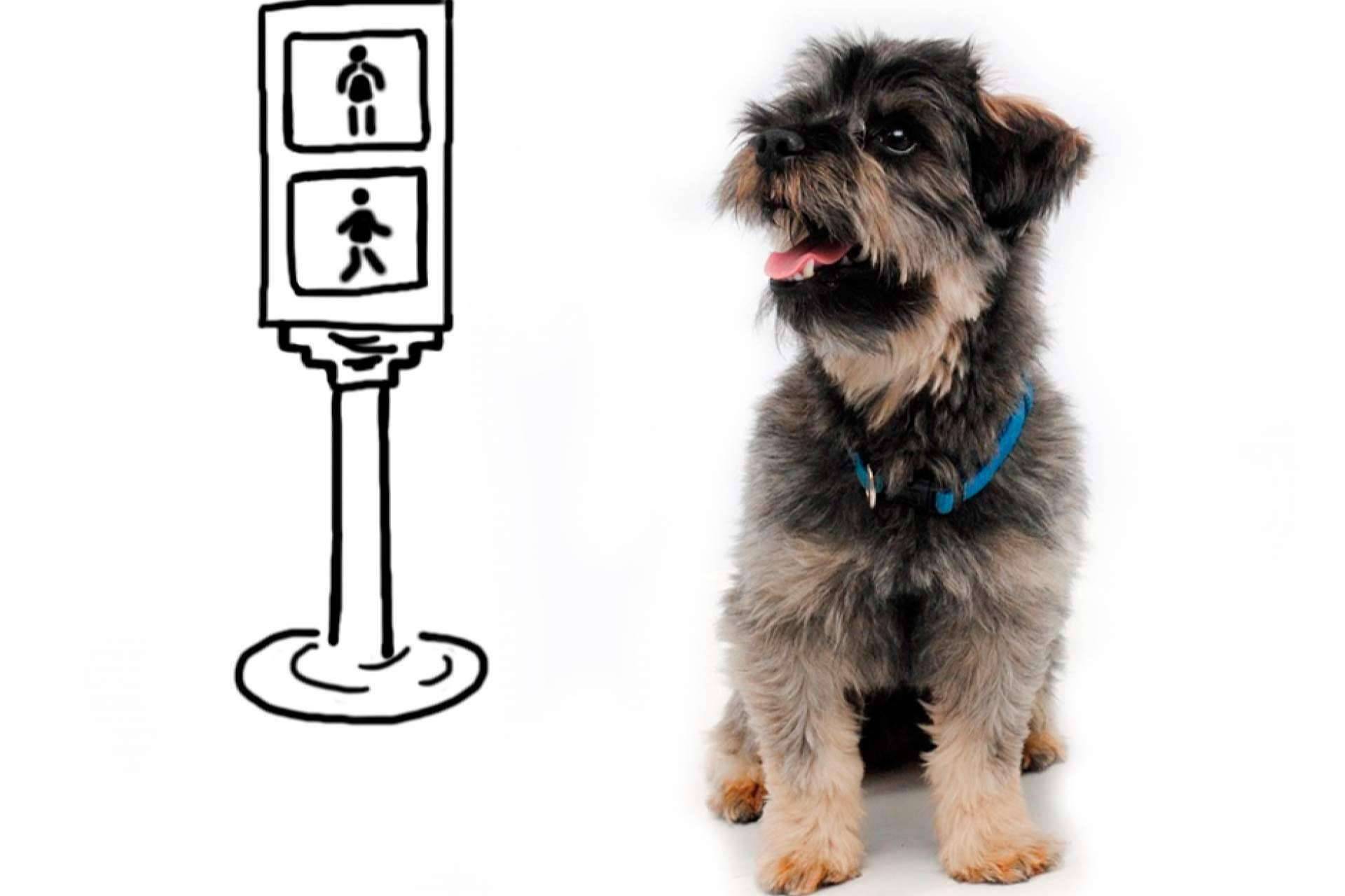 ¿En qué consiste el programa Perros de Asfalto?