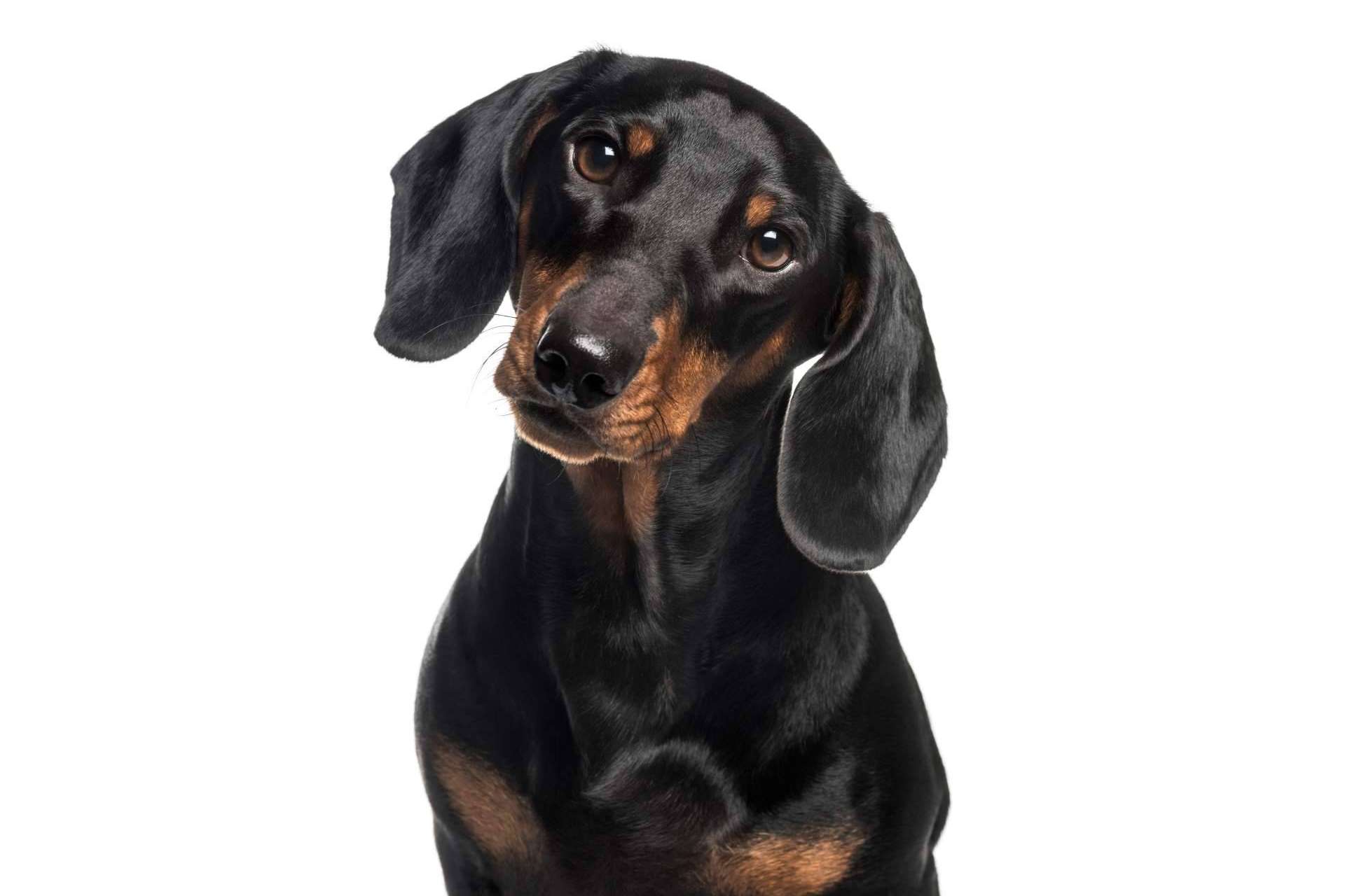 ¿Por qué es importante la higiene de mascotas?, por Pelitos Peluquería Canina