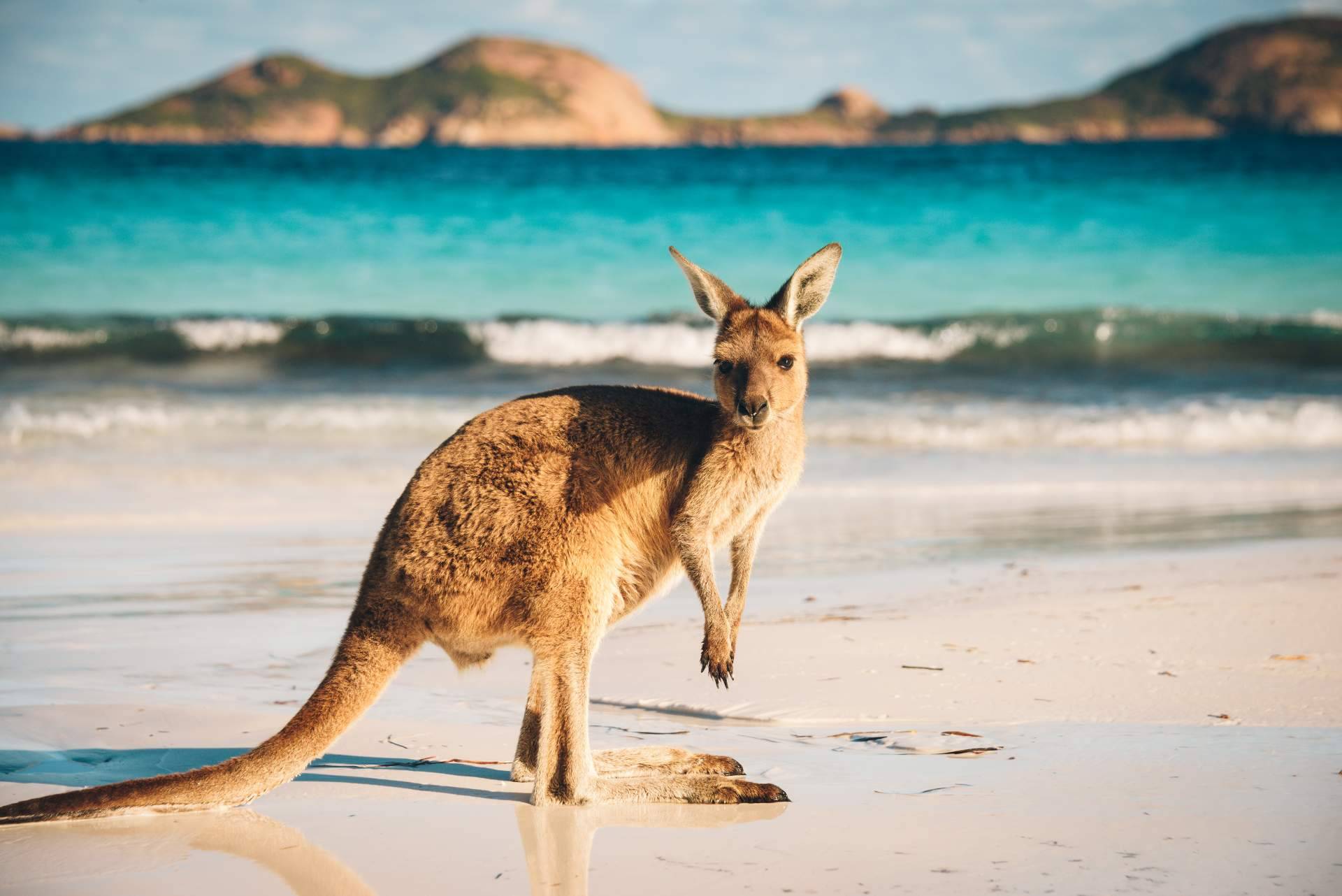Australia da el salto a España