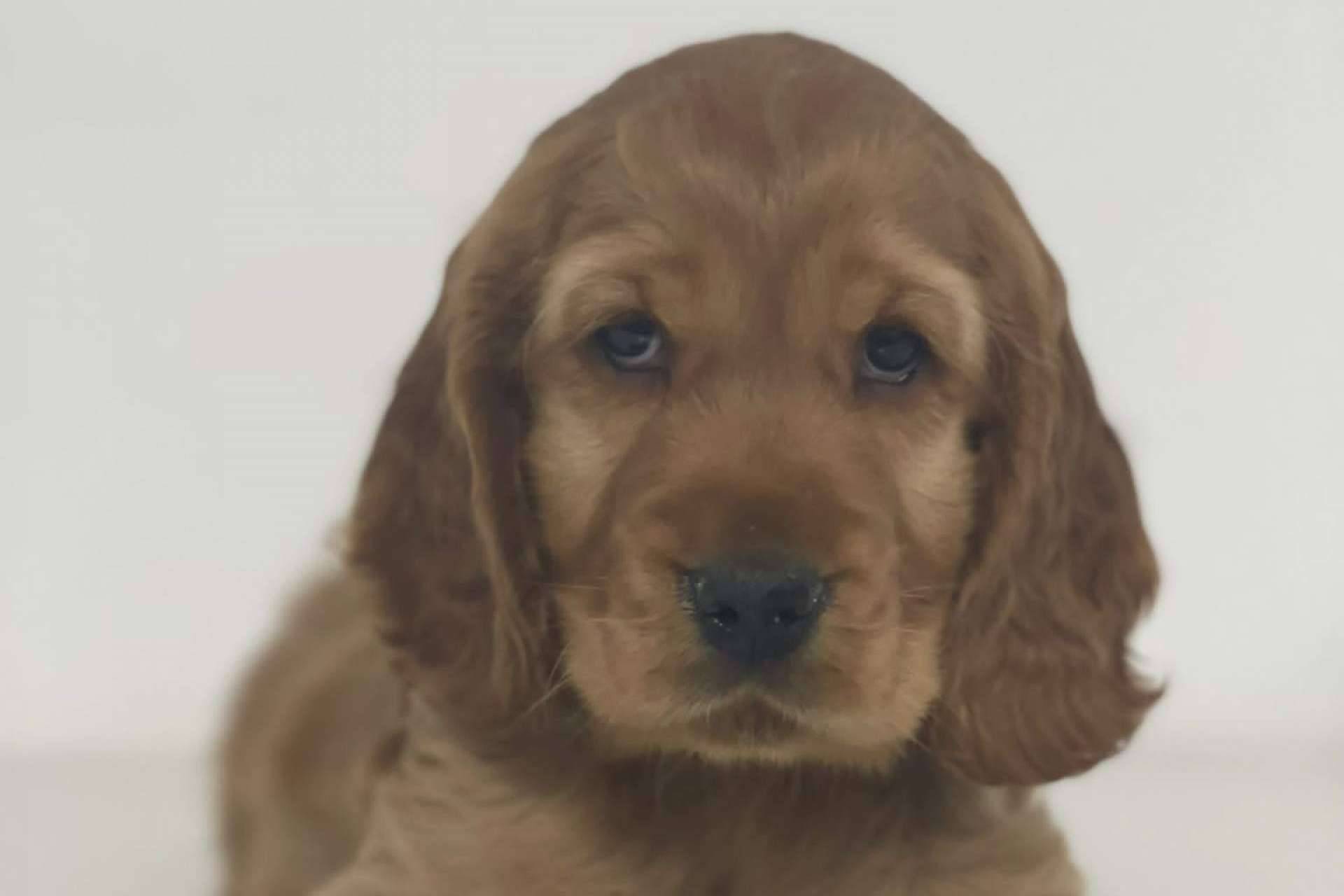 La Central Del Cachorro evalúa a sus colaboradores para garantizar el buen cuidado de los perros