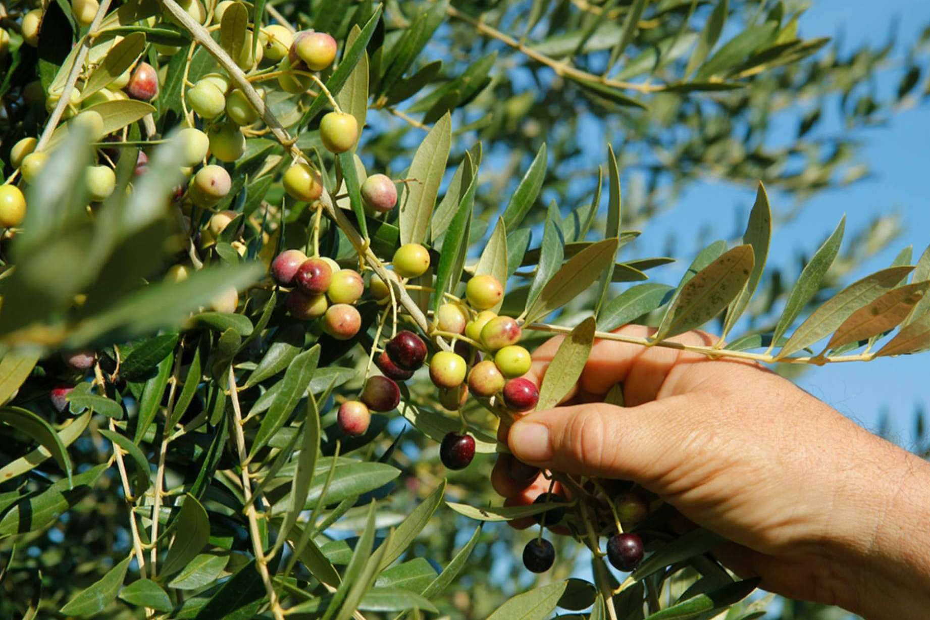 Los beneficios de las aceitunas arbequinas para la salud