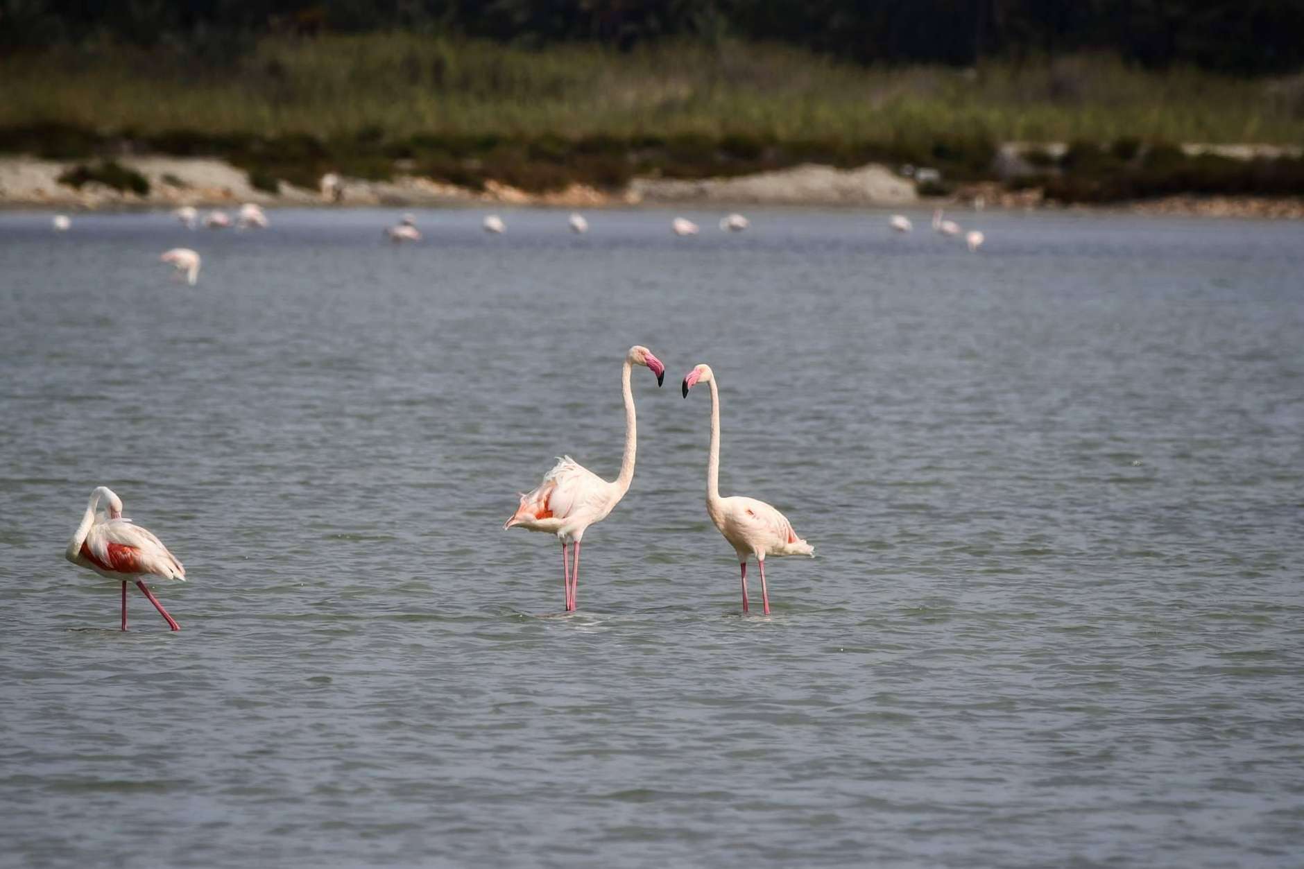 Una de las sales más sostenibles es la sal marina ecológica