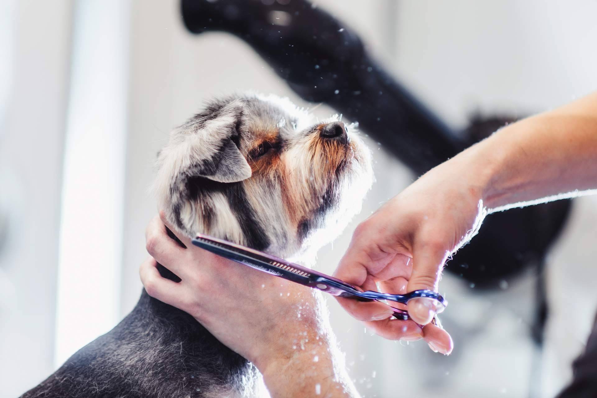 ¿Por qué es importante llevar a la peluquería canina a los perros de pelaje corto y no bañarlos en casa?