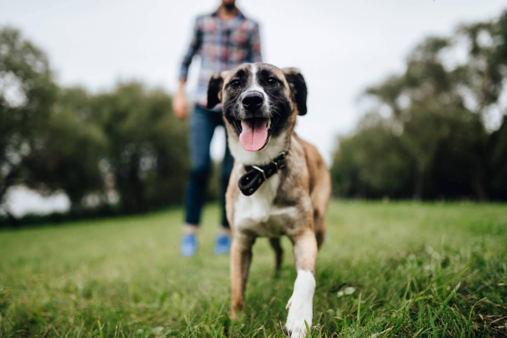¿Dónde encontrar un buscador de tiendas de mascotas para adoptar animales? La Central del Cachorro