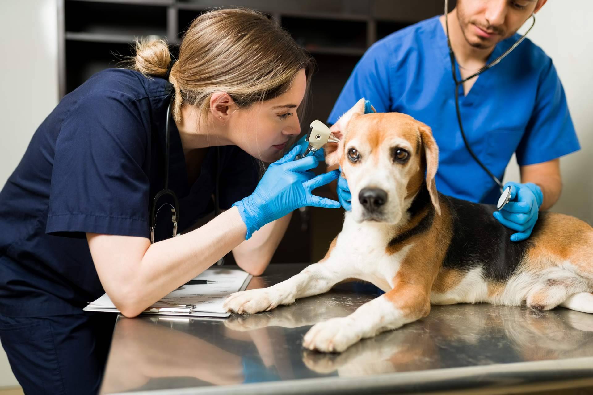 Cómo funciona un seguro para mascotas, según Barkibu