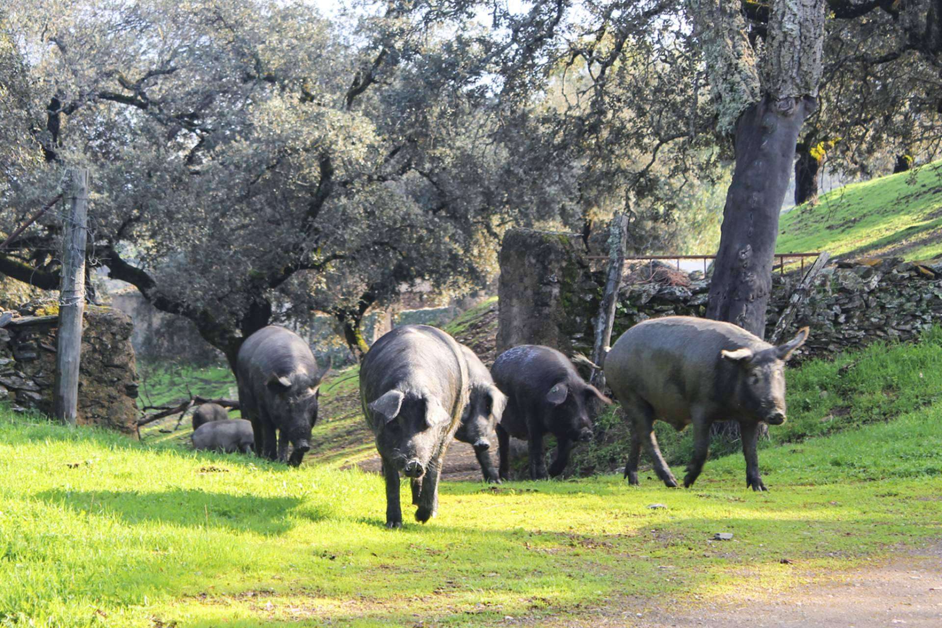 Los embutidos ibéricos de Segundín son de una calidad galardonada