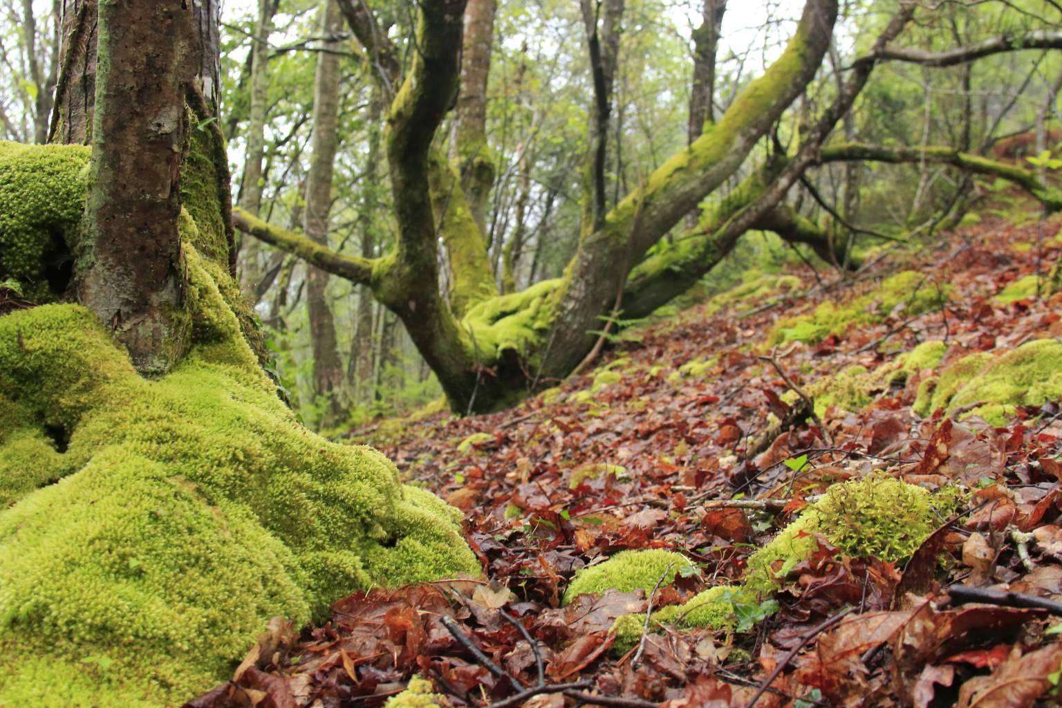 Cuáles son las razones para visitar Asturias y alojarse en el Hotel Rural MonteSomao