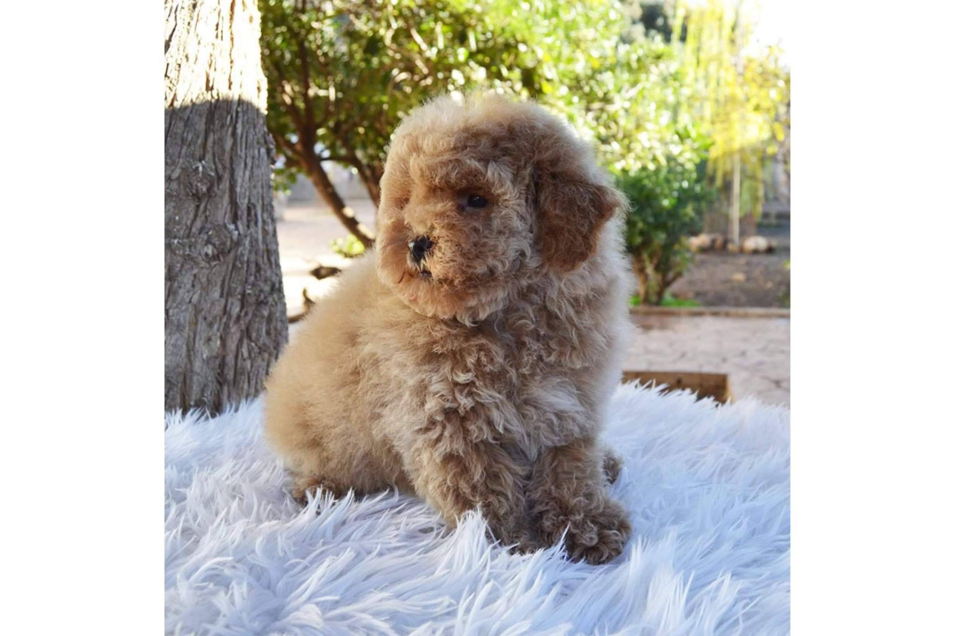 Salud, higiene y peluquería de los cachorros caniche toy, por Gallumar