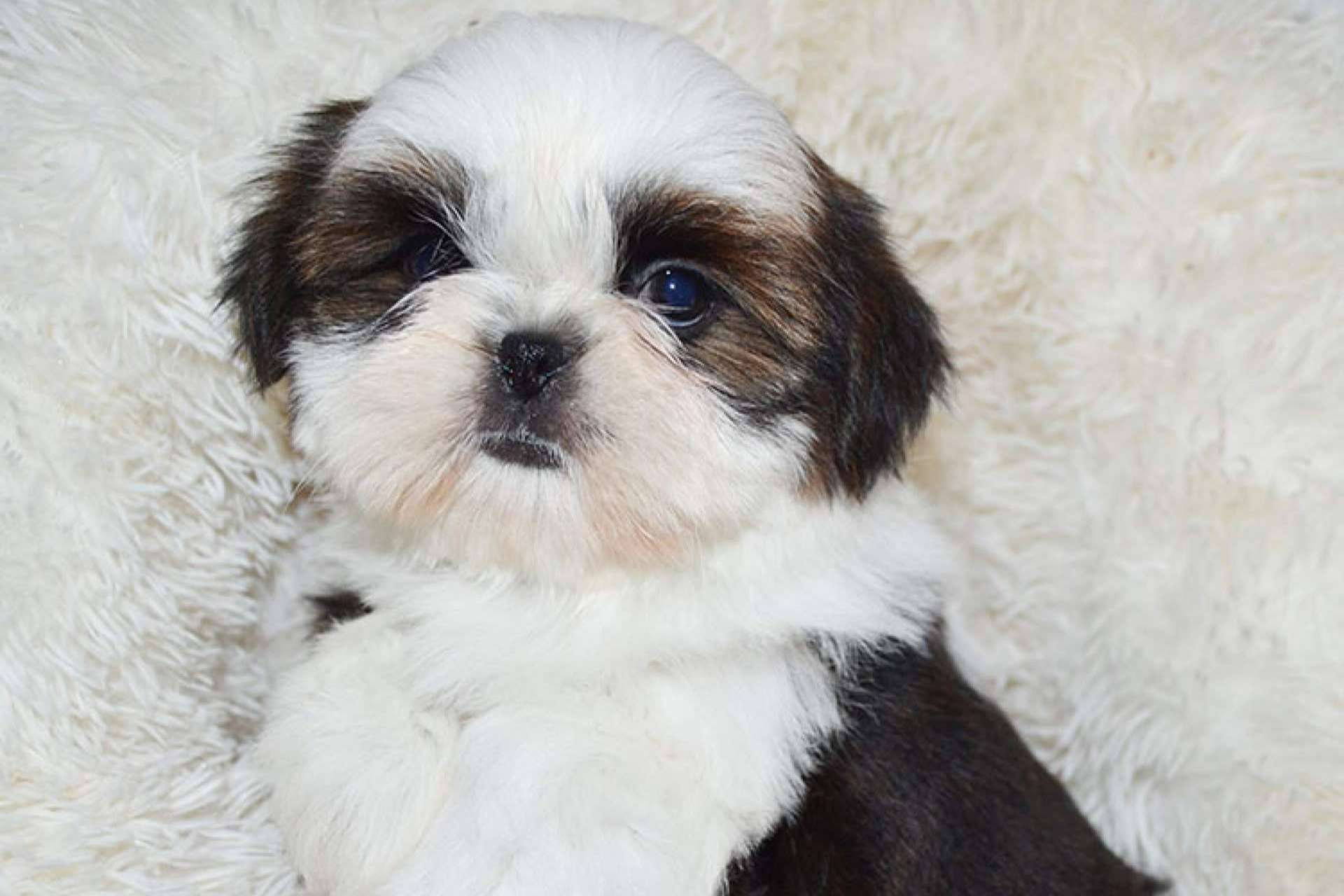 Las recomendaciones de Gallumar para la salud, higiene y peluquería de los cachorros shih tzu