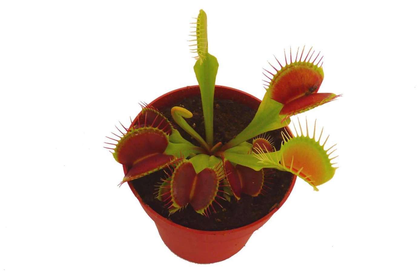 Regalar un pack de plantas carnívoras en Navidad