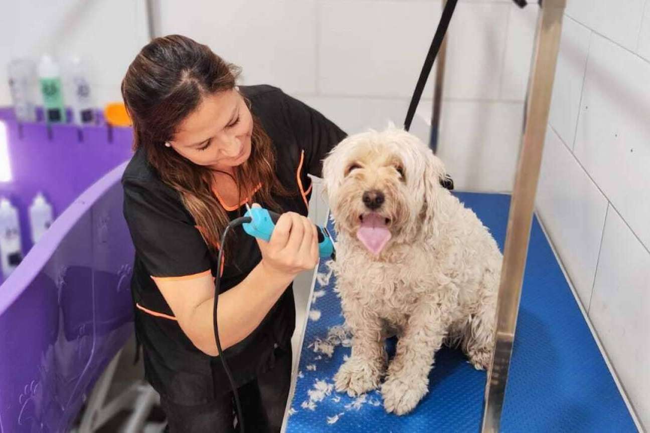 Oh My Pet abre su nueva peluquería canina en San Miguel, Santiago de Chile