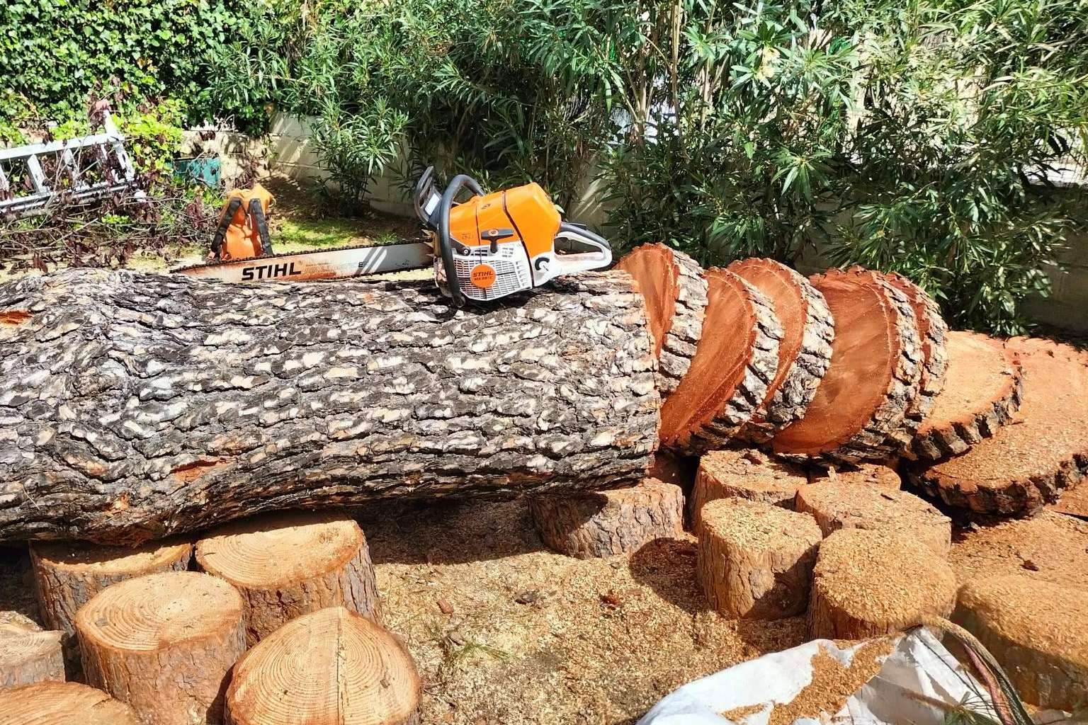 Talas de Árboles ofrece todo el cuidado de un árbol, desde que nace hasta que muere, con su servicio completo de poda y tala