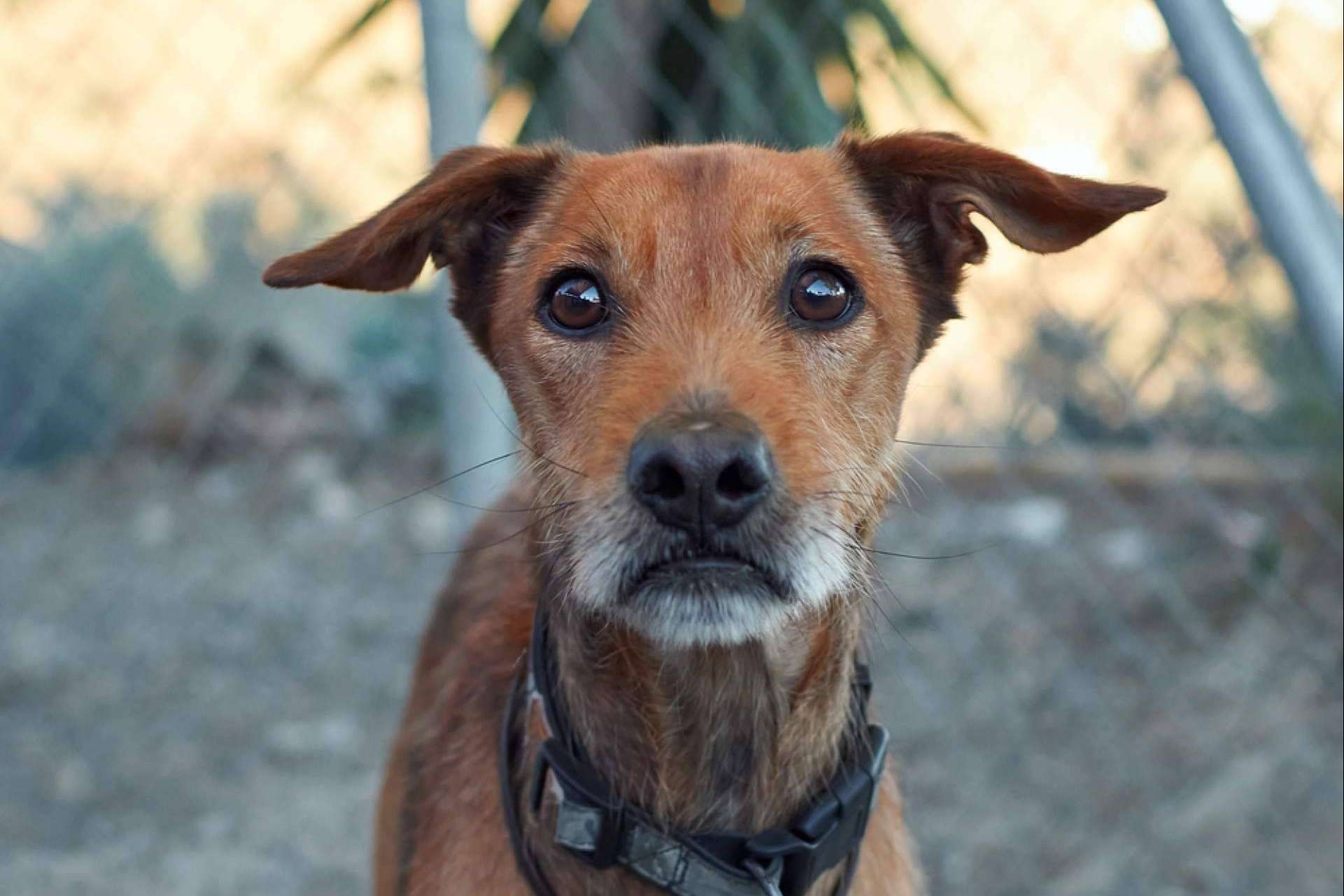 Cómo encontrar a un perro perdido, con MascotaPerdida112.com
