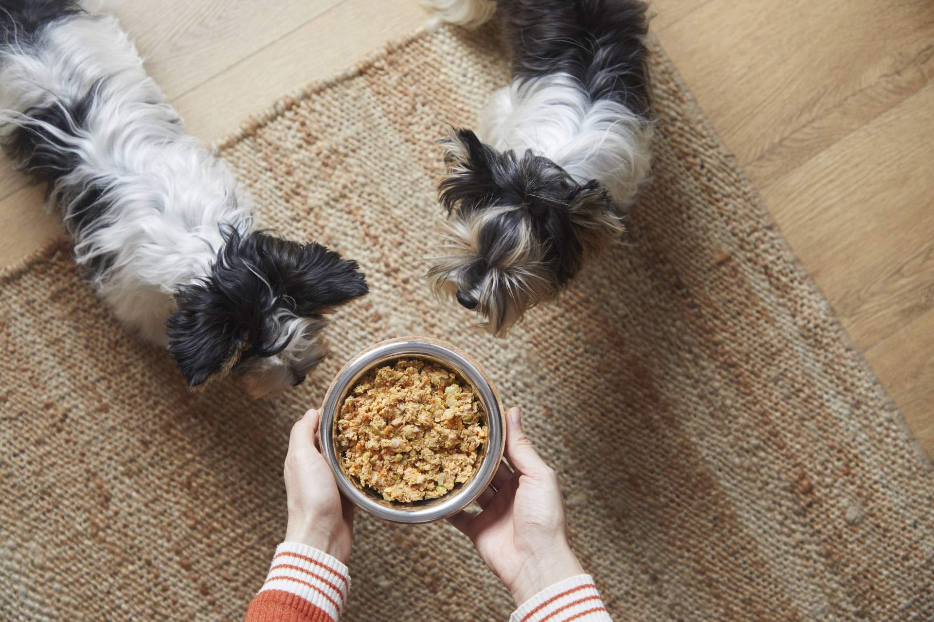 ¿Qué diferencias tiene la comida natural cocinada para perros y la dieta BARF?