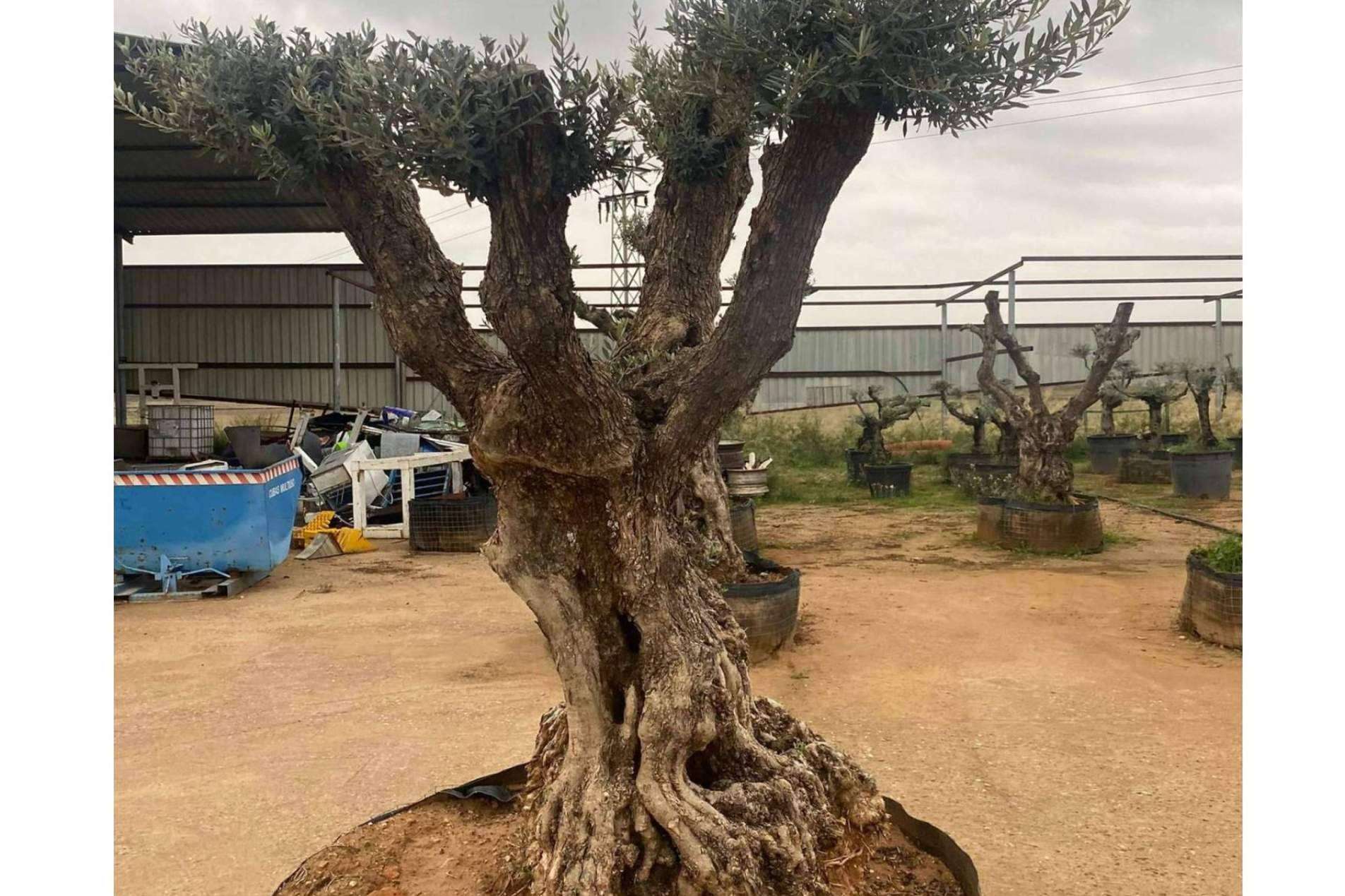 Venta de olivos centenarios y milenarios en la firma especializada Olivos Extremadura