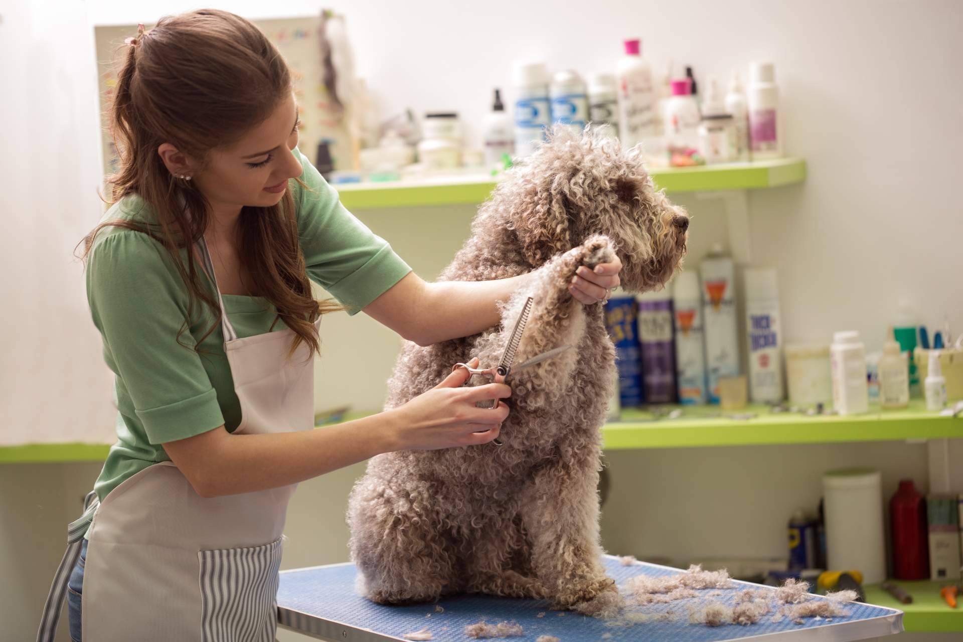Los dueños cometen algunos errores en el cuidado de sus perros, por Pelitos Peluquería Canina