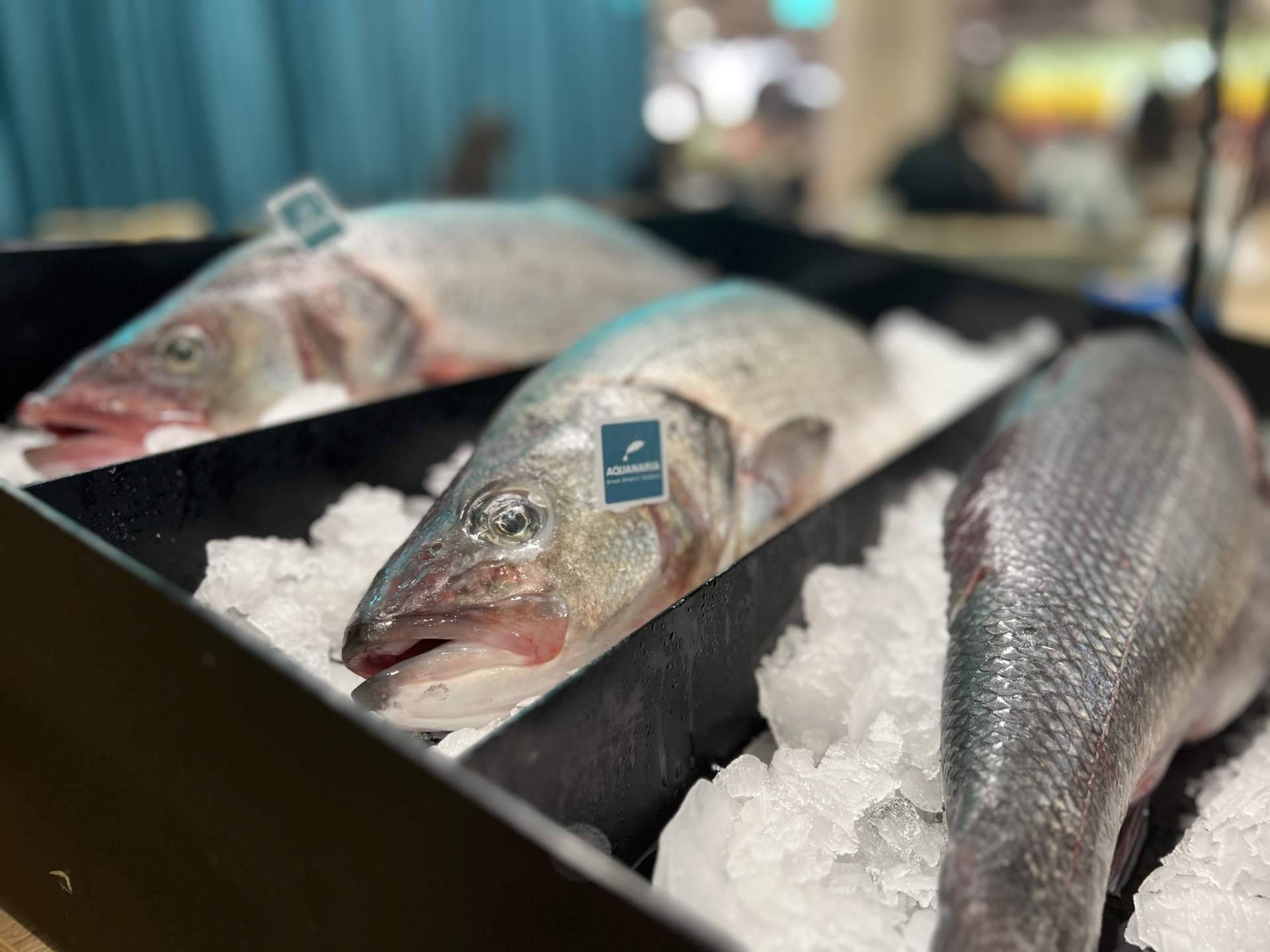 La presencia de Aquanaria en Madrid fusión alimentos de España 2023