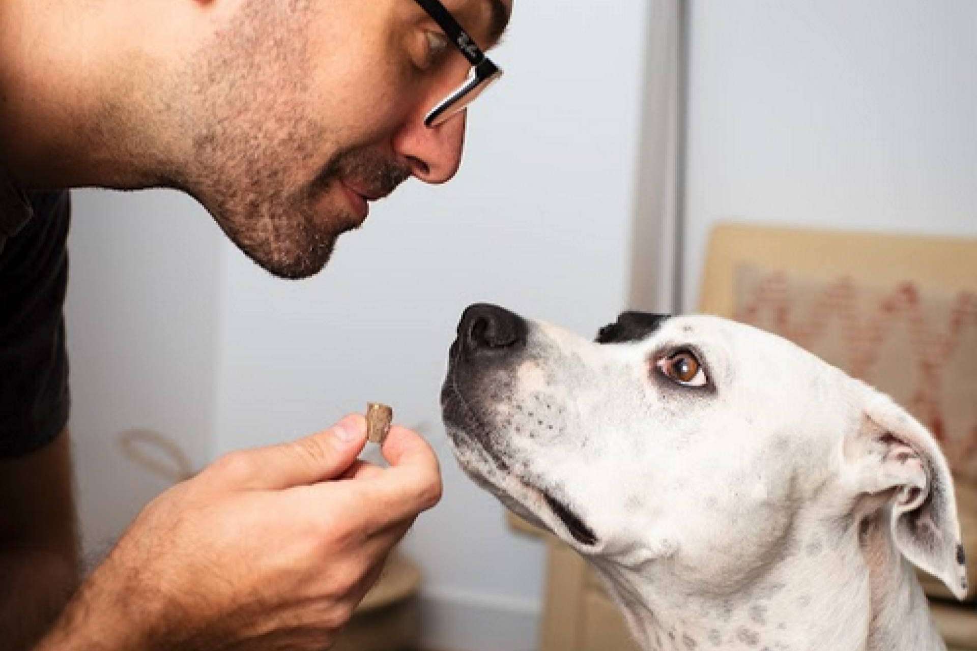 Alimento hipoalergénico, sin gluten y ecológico para mascotas, por Ginqo