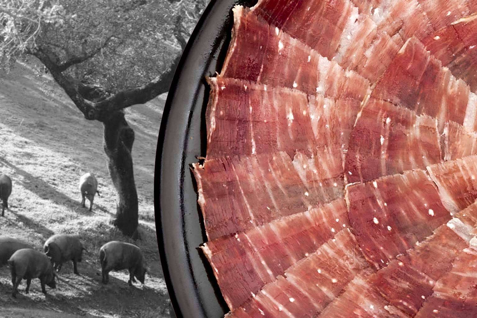 El componente estrella de Cárnicas Segundín S.L. que convertirá un encuentro casual en toda una experiencia gastronómica vital, productos ibéricos