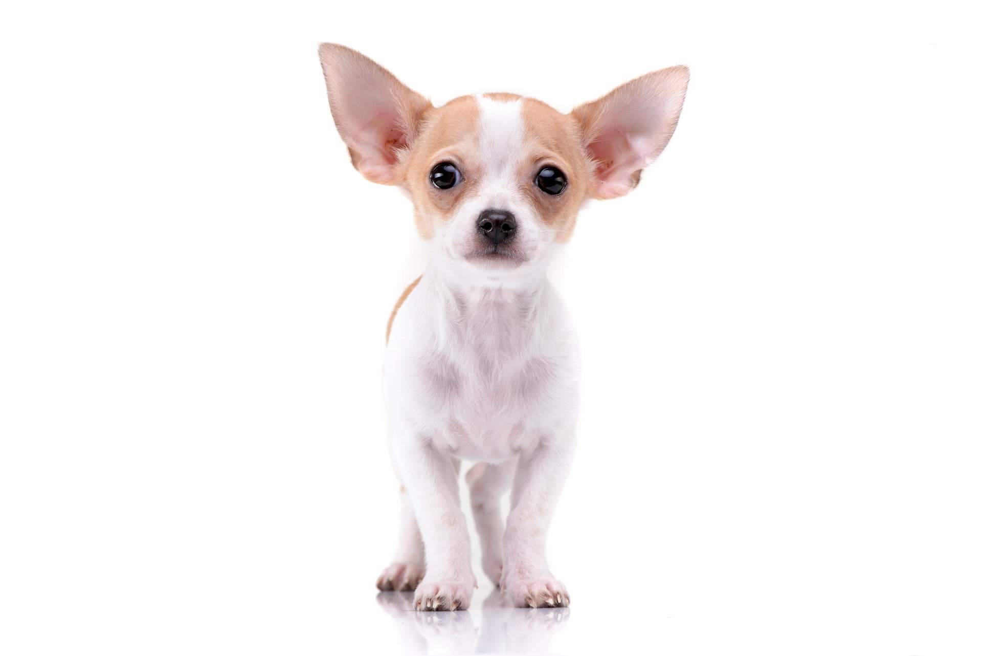 La experiencia de la cría profesional de perros, Cachorros del Valle