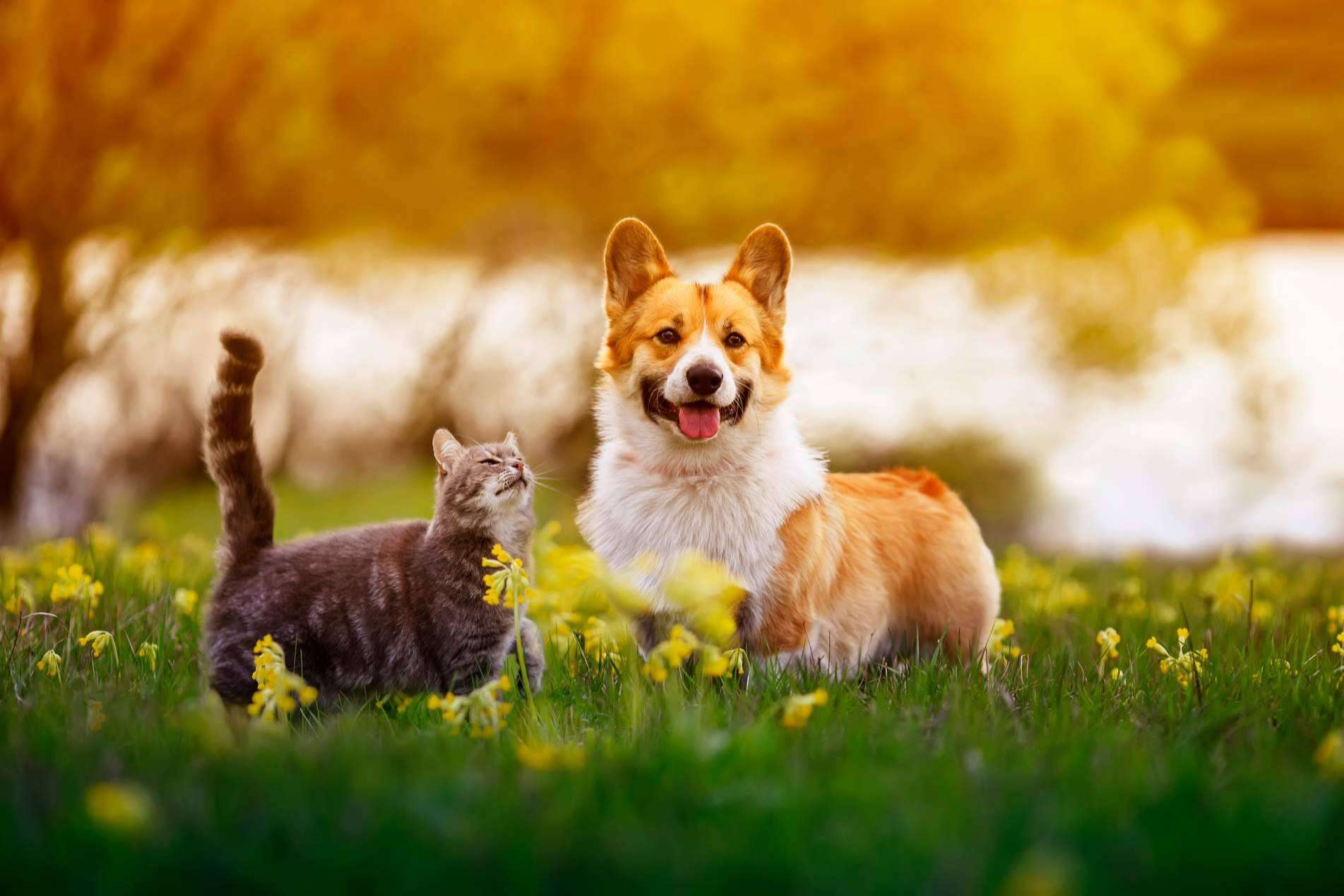 Cómo convertirse en un referente de la protección animal, por Aboganimal