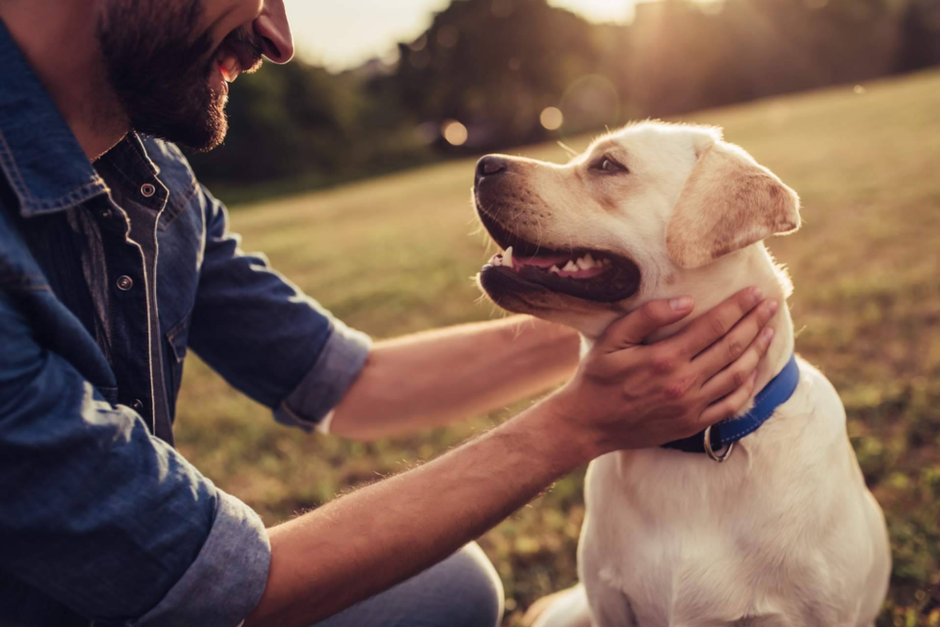 CaniAusa habla de la necesidad de una buena alimentación para los perros y gatos que están en centros de acogida