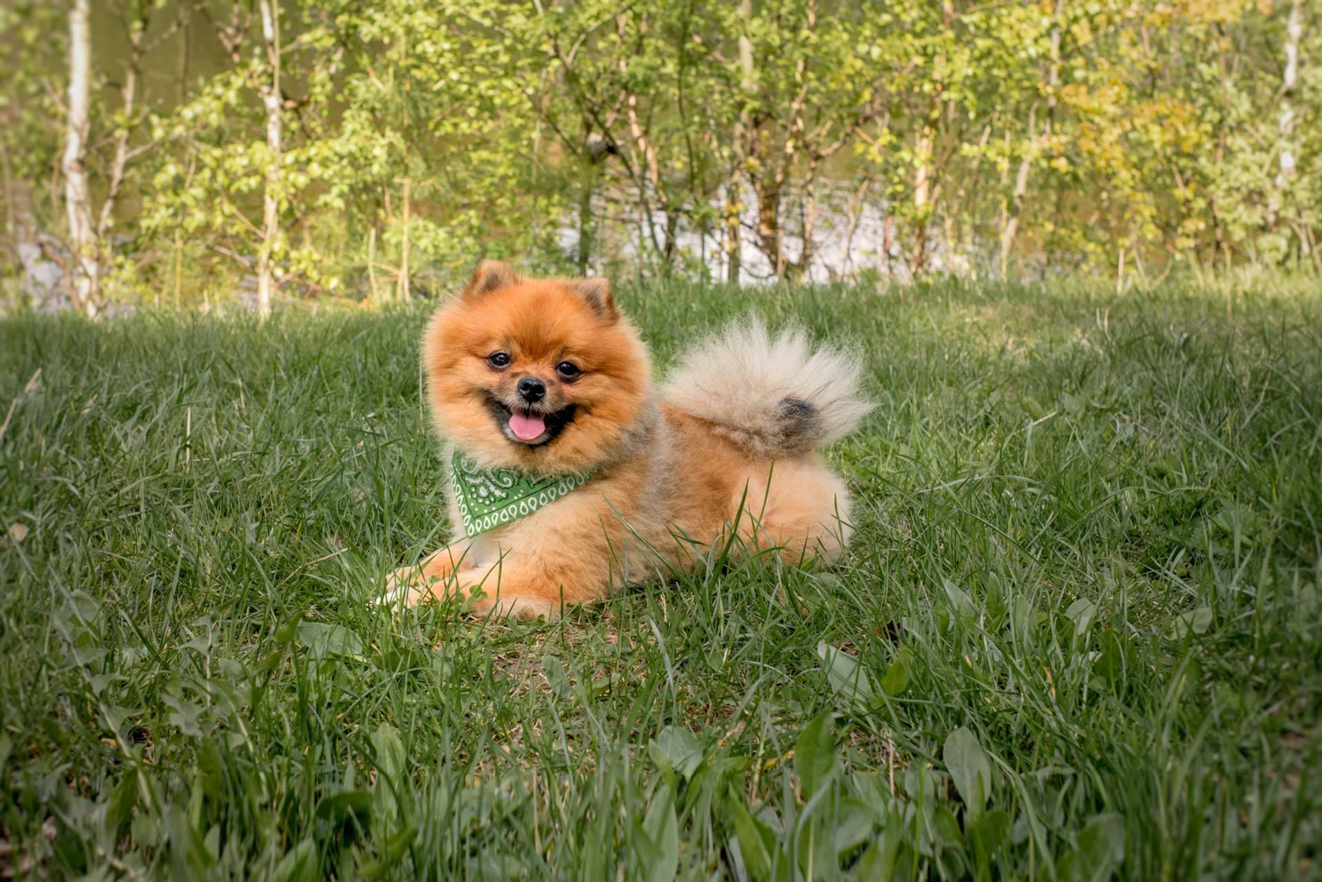 Los Pomerania que se pueden encontrar en Cachorros del Valle