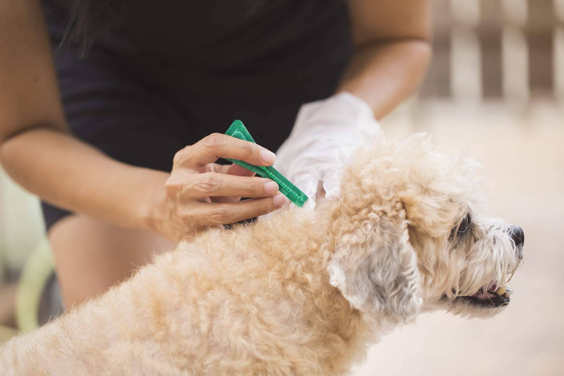 Las pipetas para perros y trampas para ratas de Productos Antiplagas