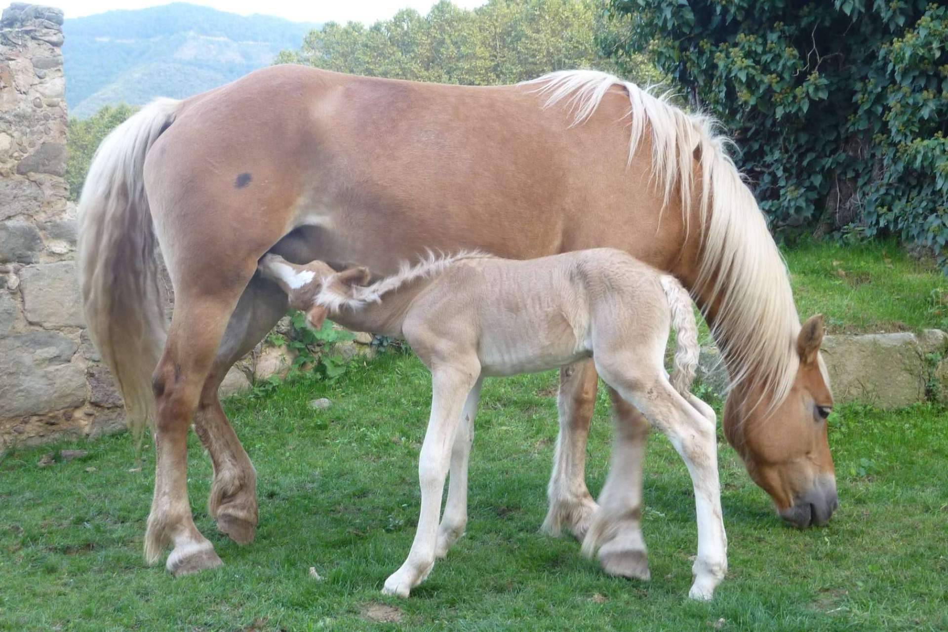 La leche de yegua es beneficiosa para el bienestar de las personas, por eQuaid Research