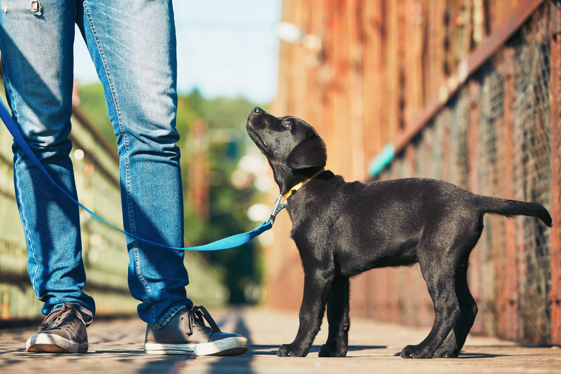 Programa de educación temprana de cachorros, por EducDog