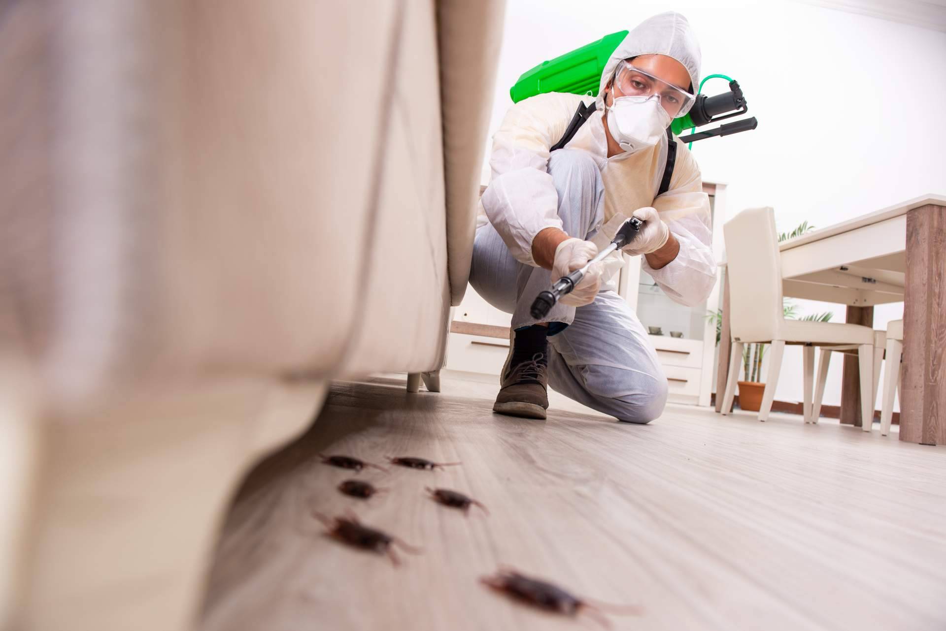 Las diferentes trampas e insecticidas para avispas disponibles en Productos Antiplagas