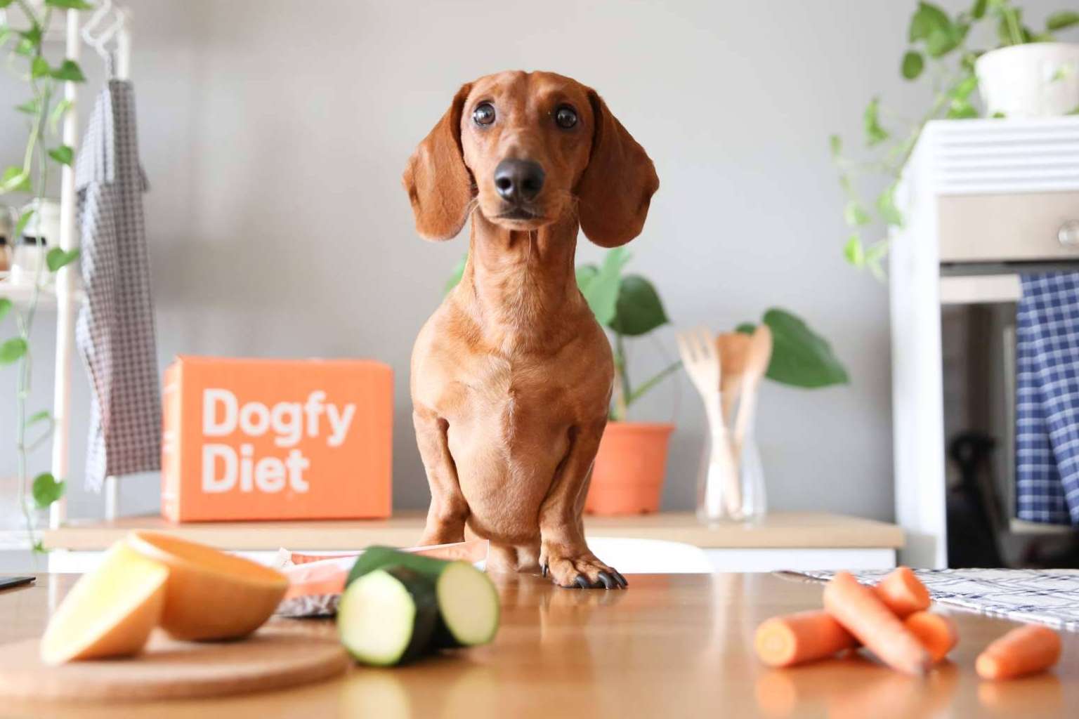 La comida natural para perros es la alternativa alimentaria de Dogfy Diet que fortalece el sistema inmune entre otros beneficios