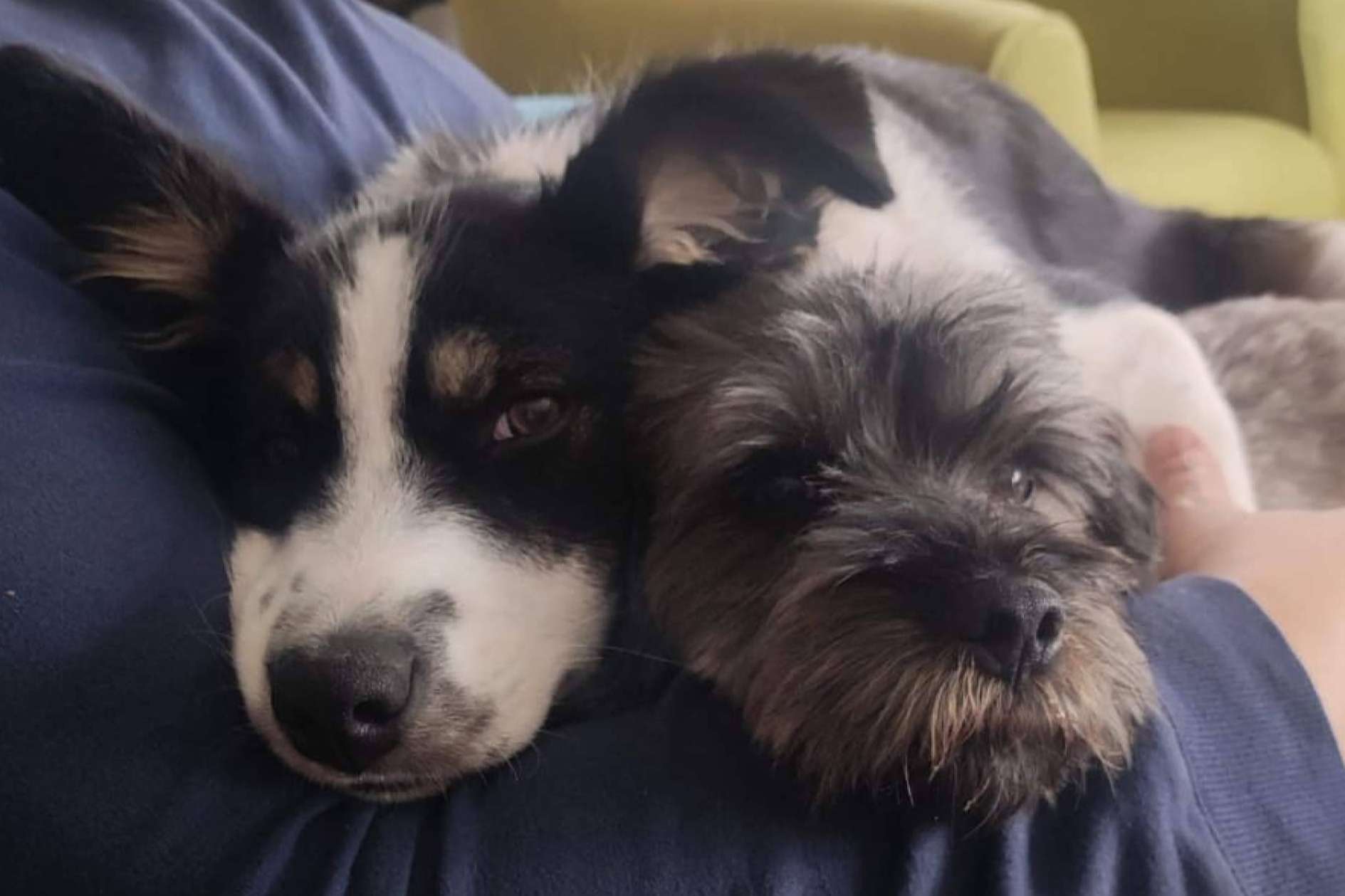 Factores a tener en cuenta a la hora de adoptar a un perro, según la Asociación Española de Perros de Apoyo