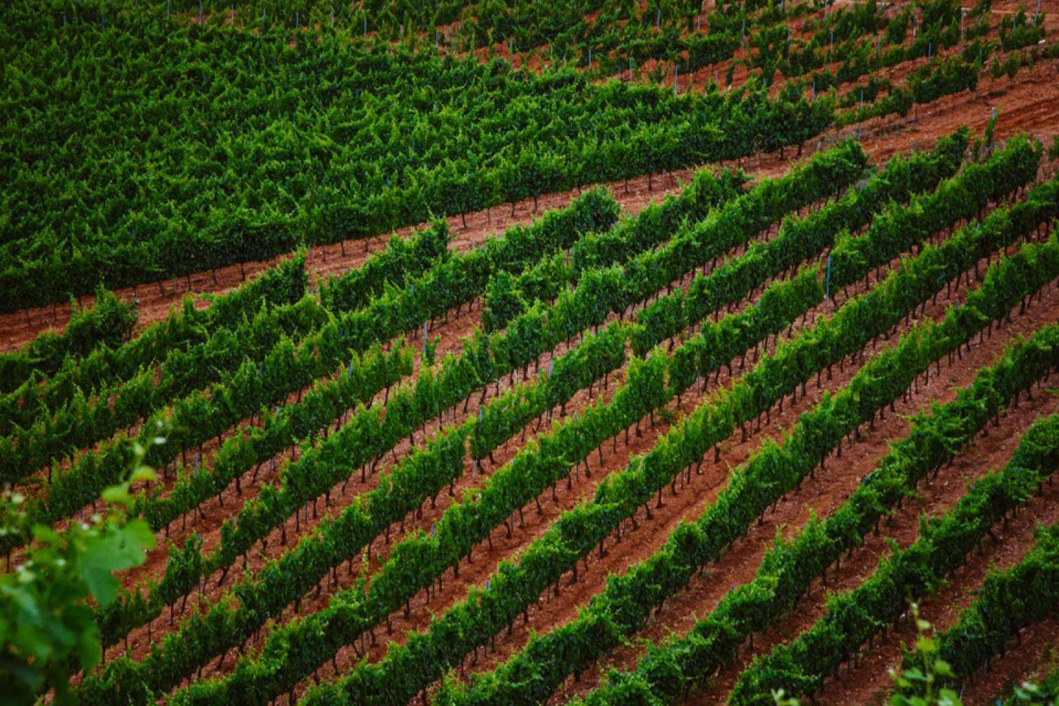 La comunicación en el mundo del vino