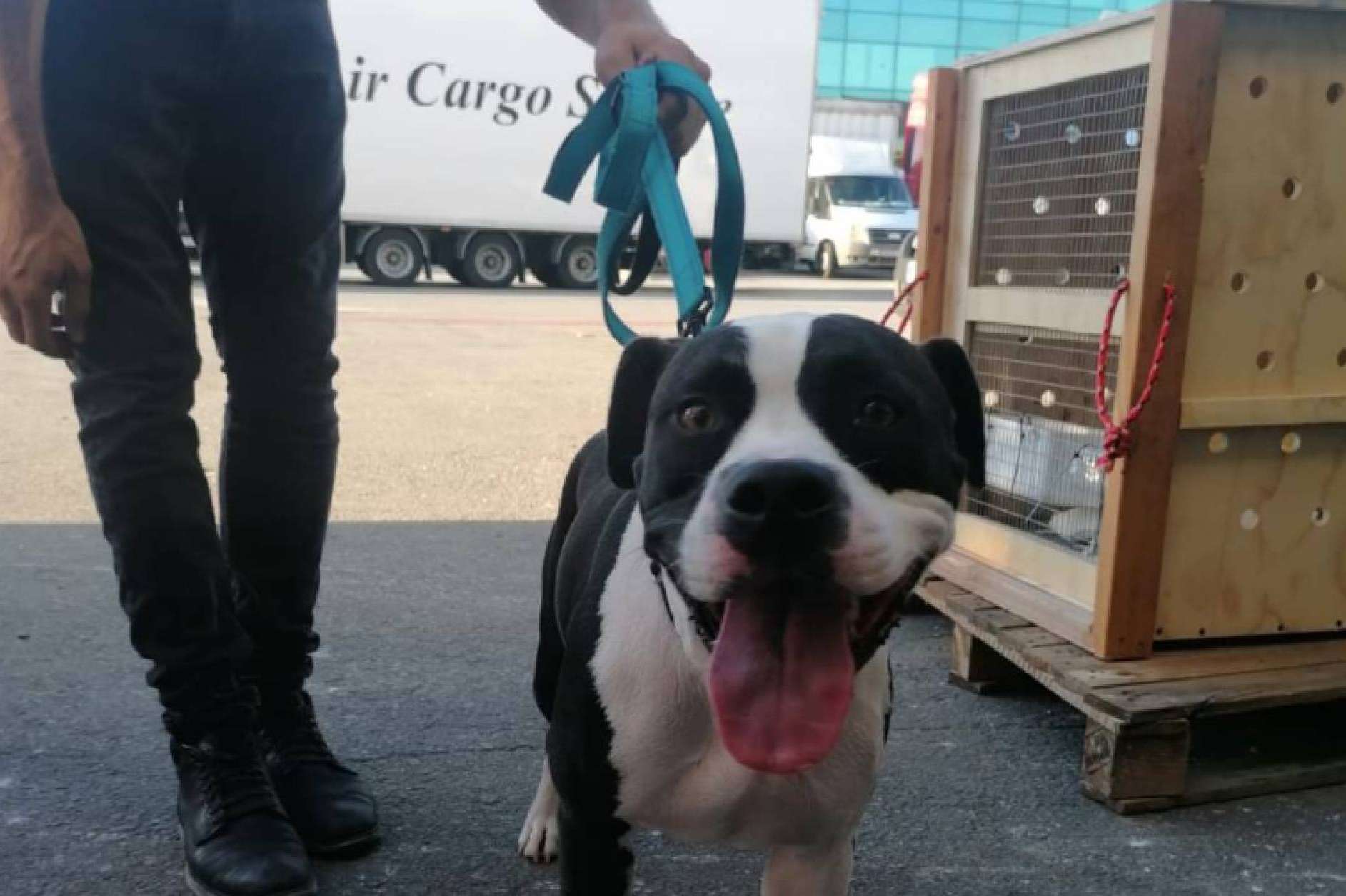El transportín para el traslado de mascotas en avión debe cumplir una serie de características