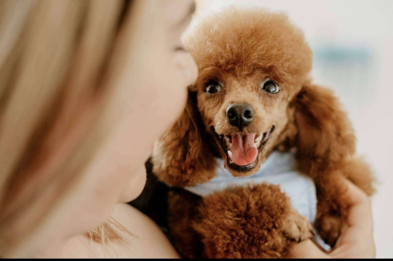 Los Luceros de Vandalia, un criadero de perros pequeños que destaca por su amor por los animales