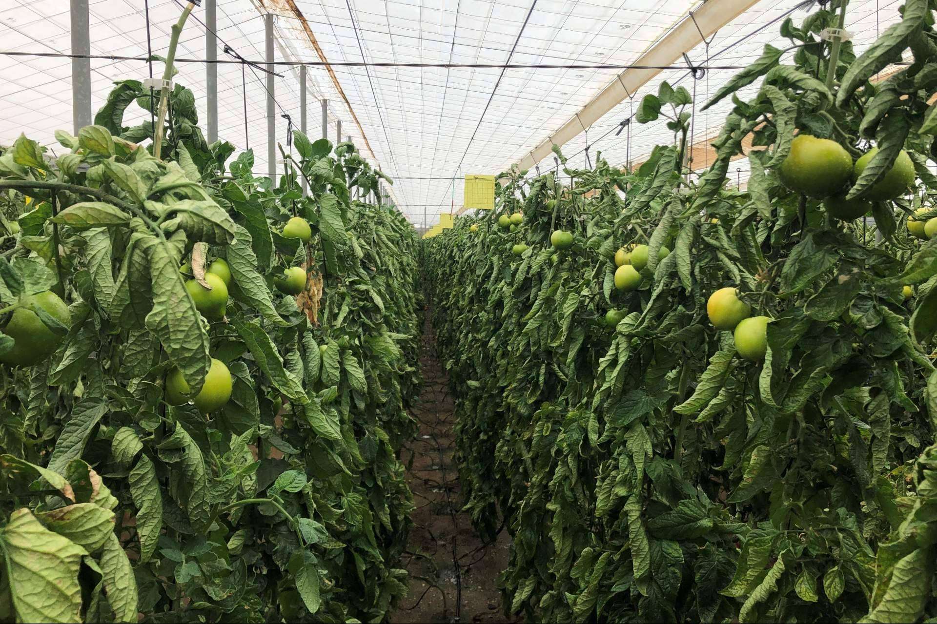 Aumentar el rendimiento de cultivo con la tecnología de ITC