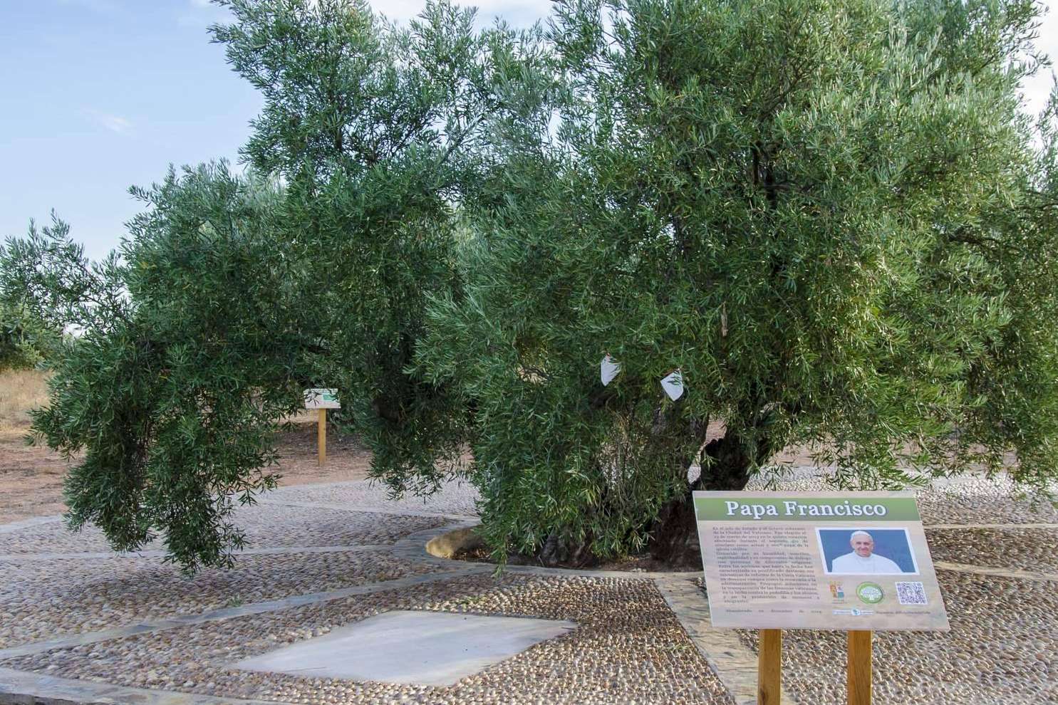 El Papa Francisco apadrina un olivo centenario en España