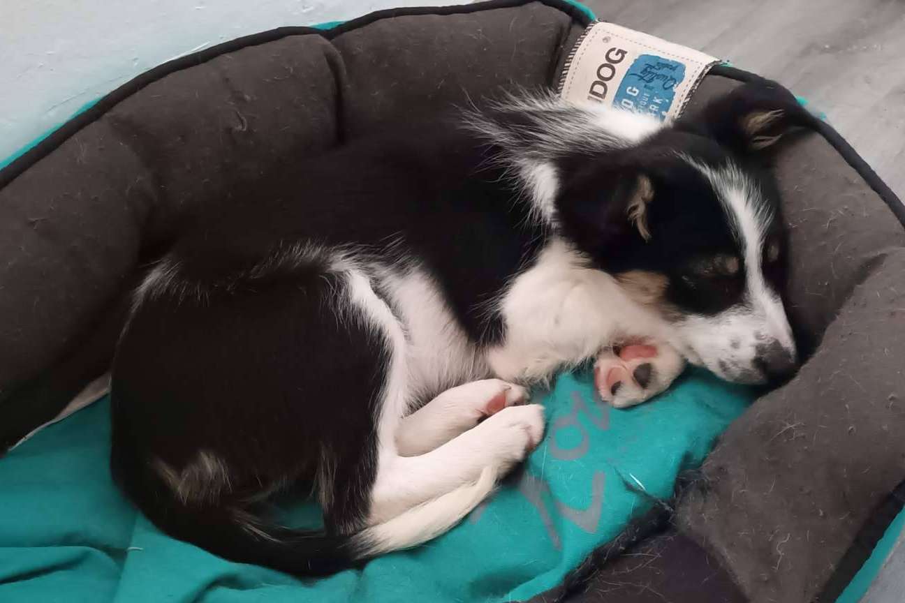 Asociación Española de Perros de Apoyo sobre la importancia de educar a un perro desde cachorro