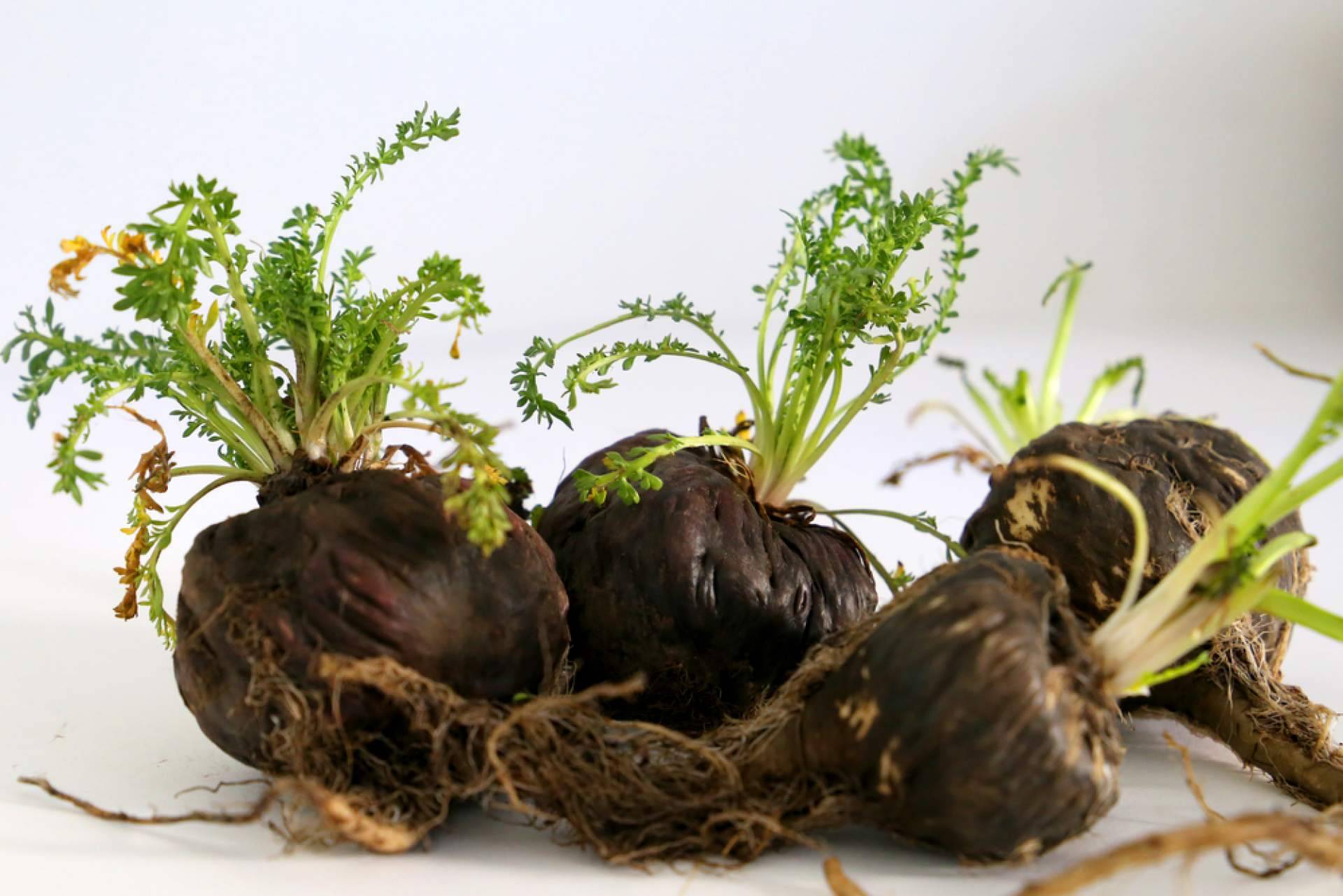 Mediterranean Superfoods y su secreto para aumentar la libido, la maca negra ecológica