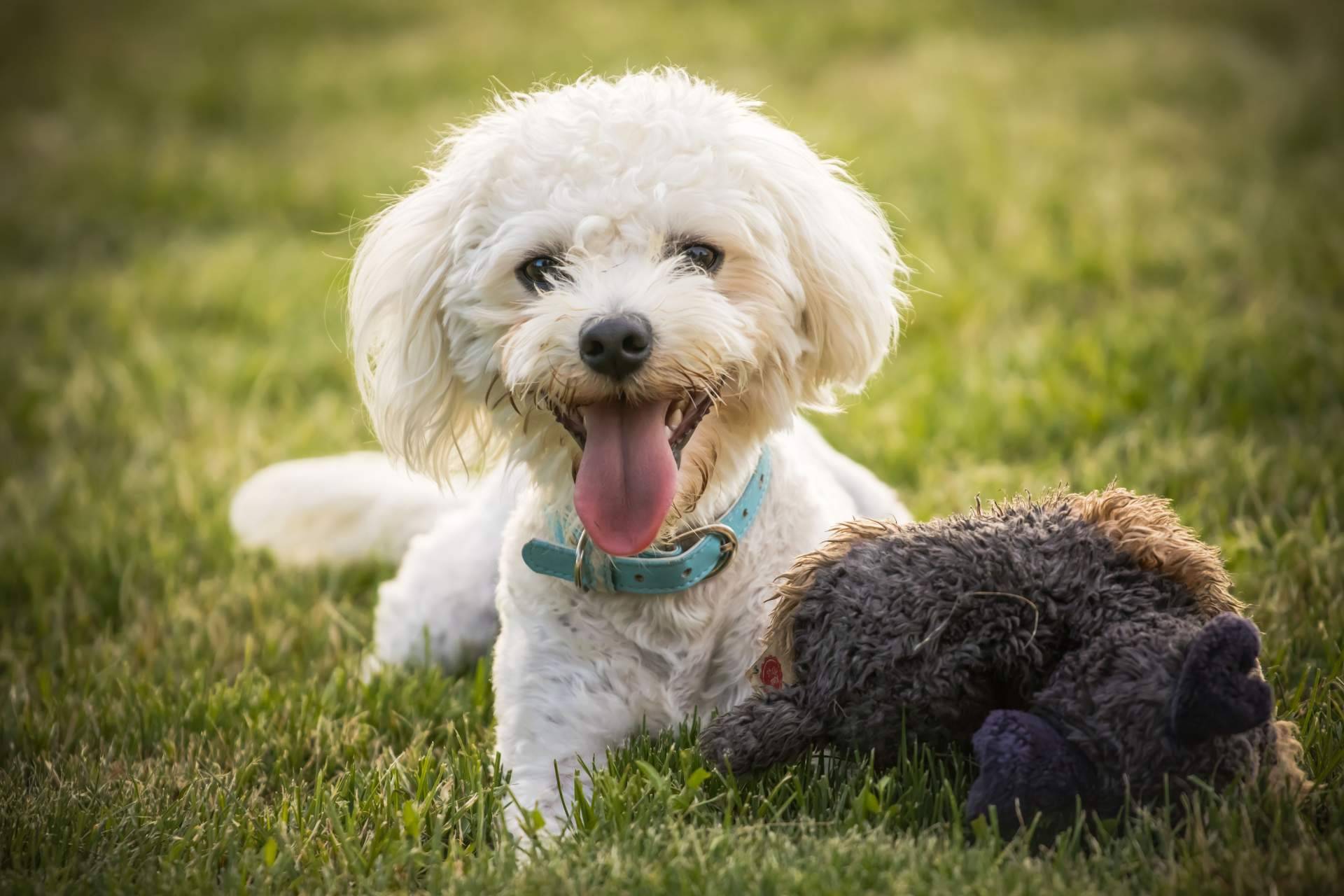 La lealtad y felicidad de los cachorros de Bichón Maltés, de la mano de El Mundo del Cachorro