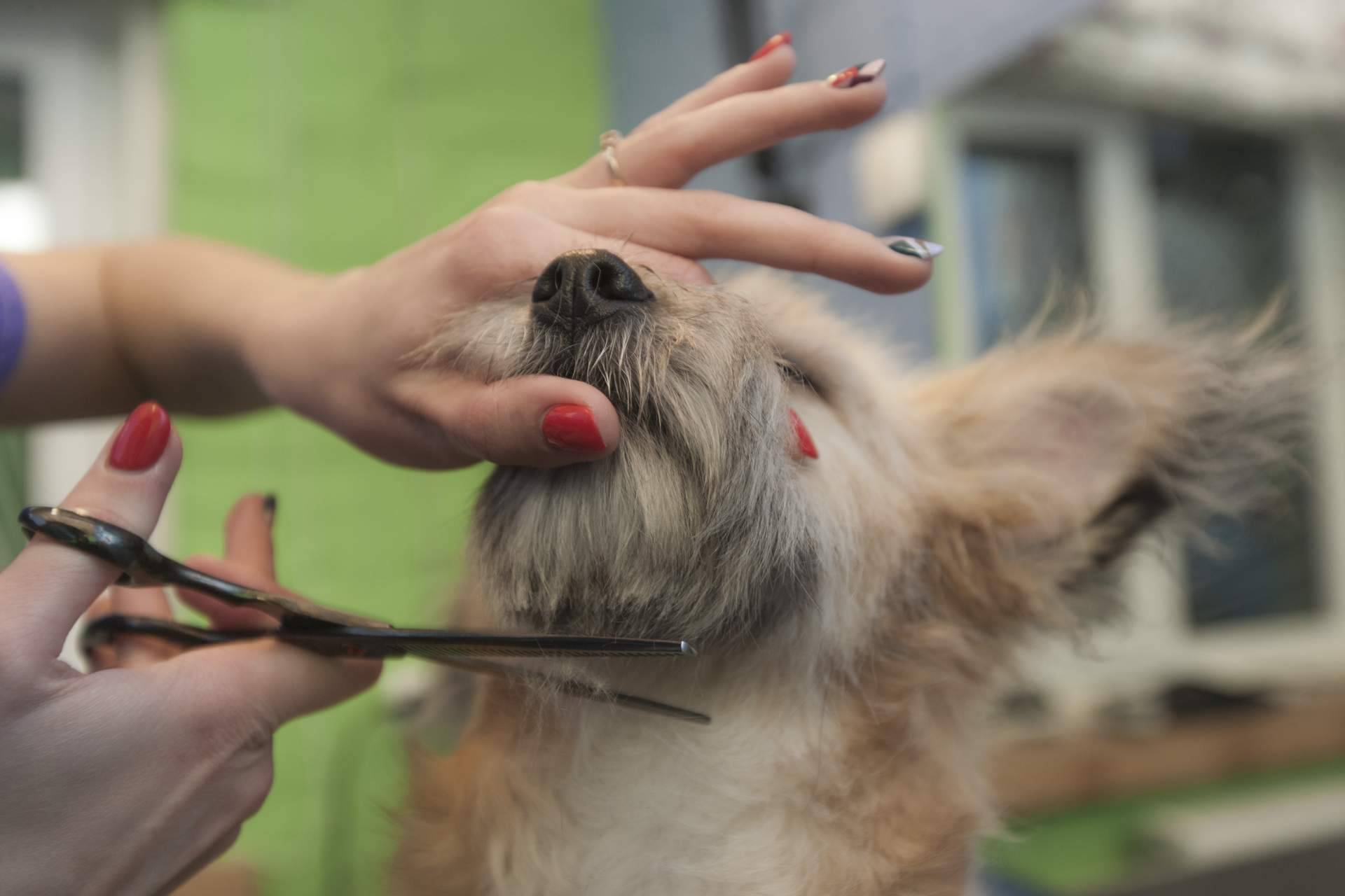 Servicios de peluquería canina a domicilio en Madrid, de la mano de los profesionales de Perrukings