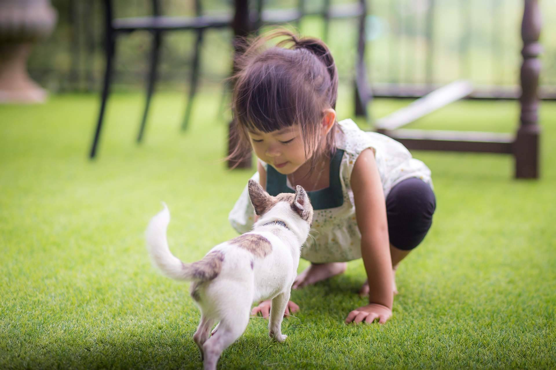Real Grass, la empresa que ofrece césped artificial para mascotas