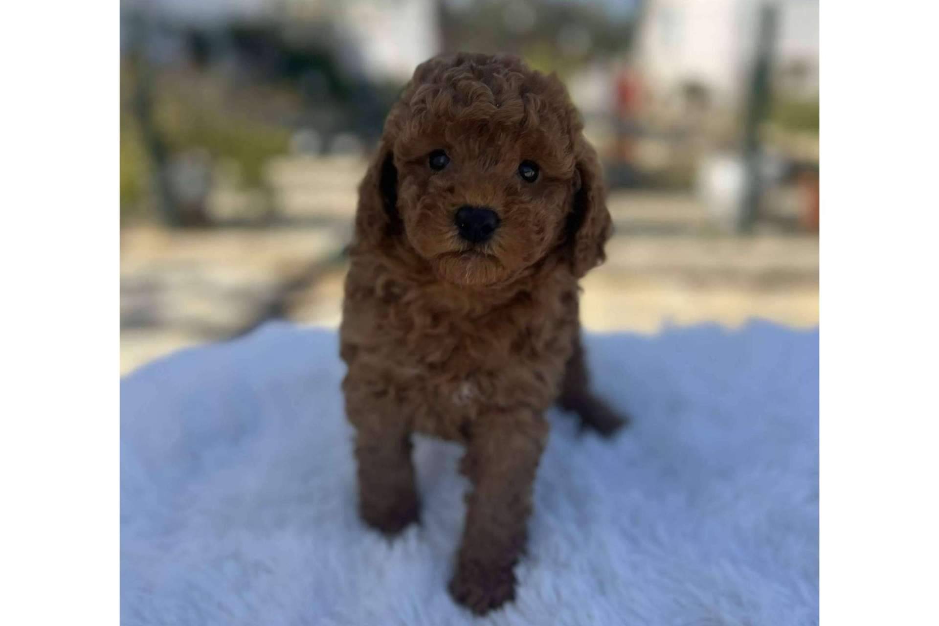 Los Luceros de Vandalia cría perros caniches toy