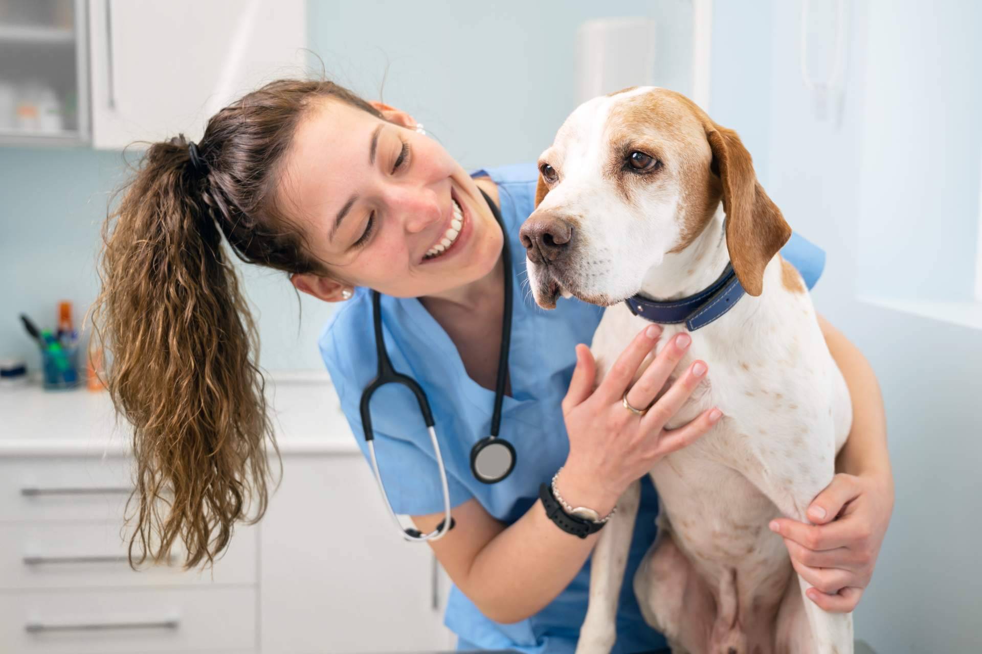 El curso ATV especializado en el cuidado de animales hospitalizados de Vetformación