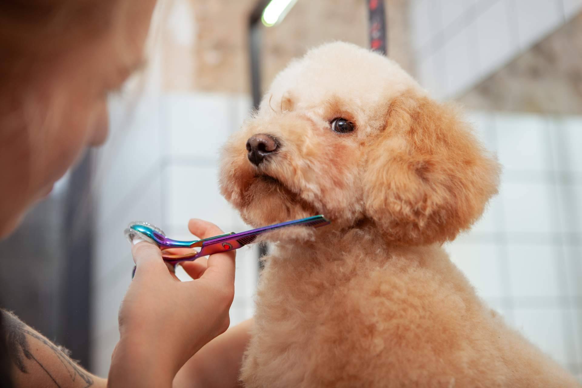 ¿Cuáles son los beneficios de confiar en la peluquería Perrukings, en Madrid?