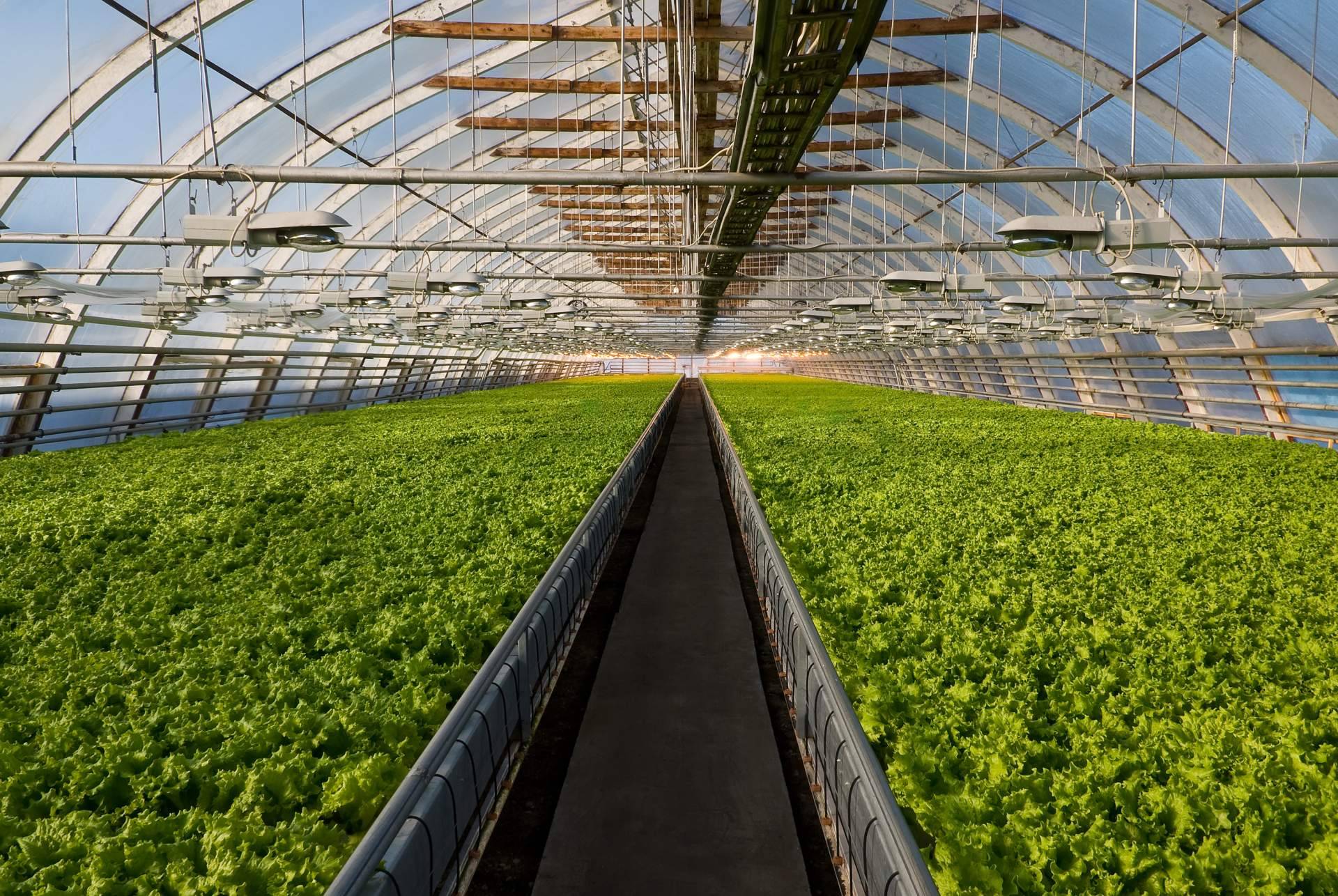 La importancia de la agricultura intensiva
