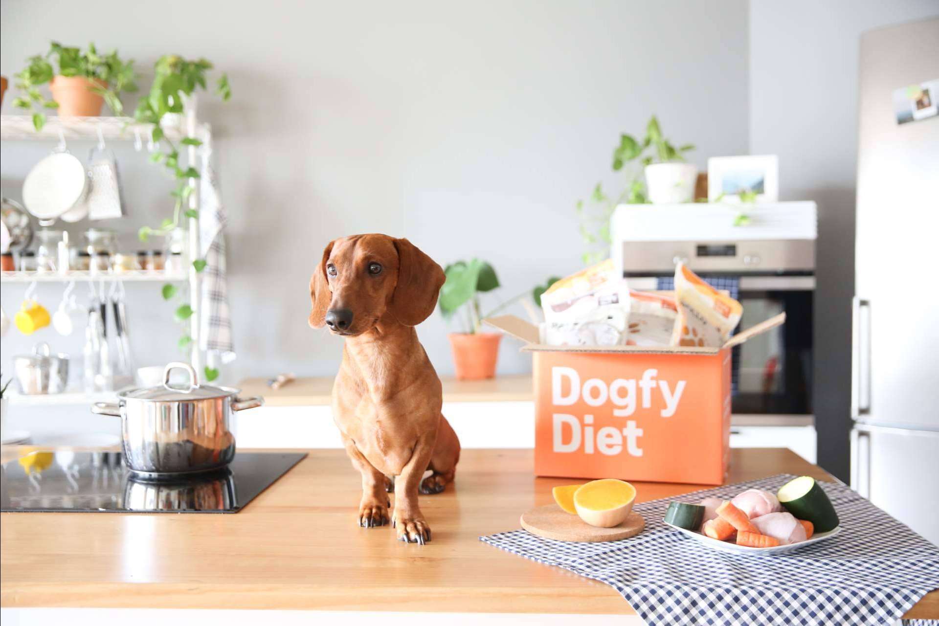 Dogfy Diet y los beneficios de la comida natural para perros